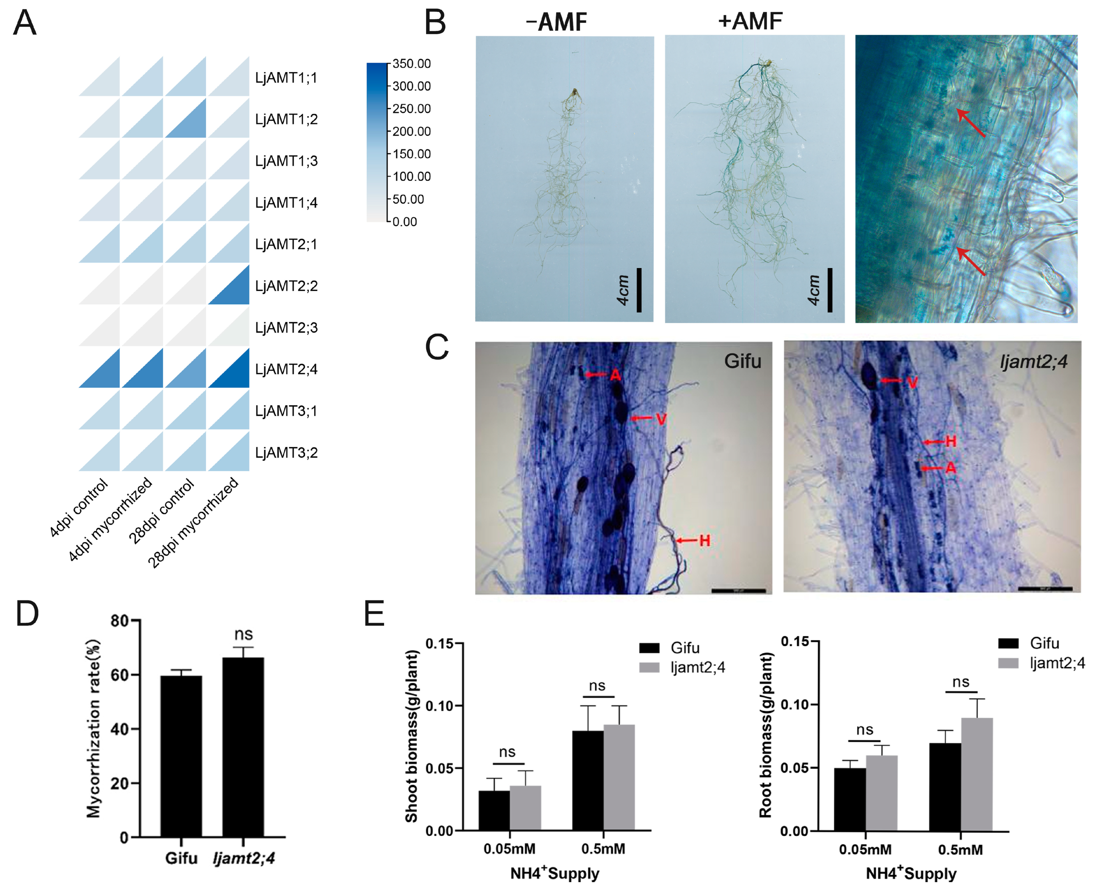 Jof 11 00340 g007 Jof 11 00340 g007