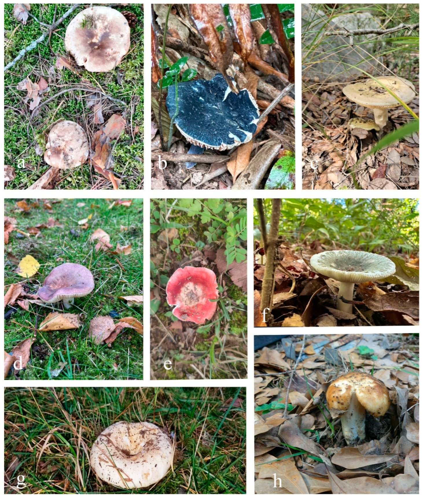 Jof 11 00341 g001 Jof 11 00341 g001