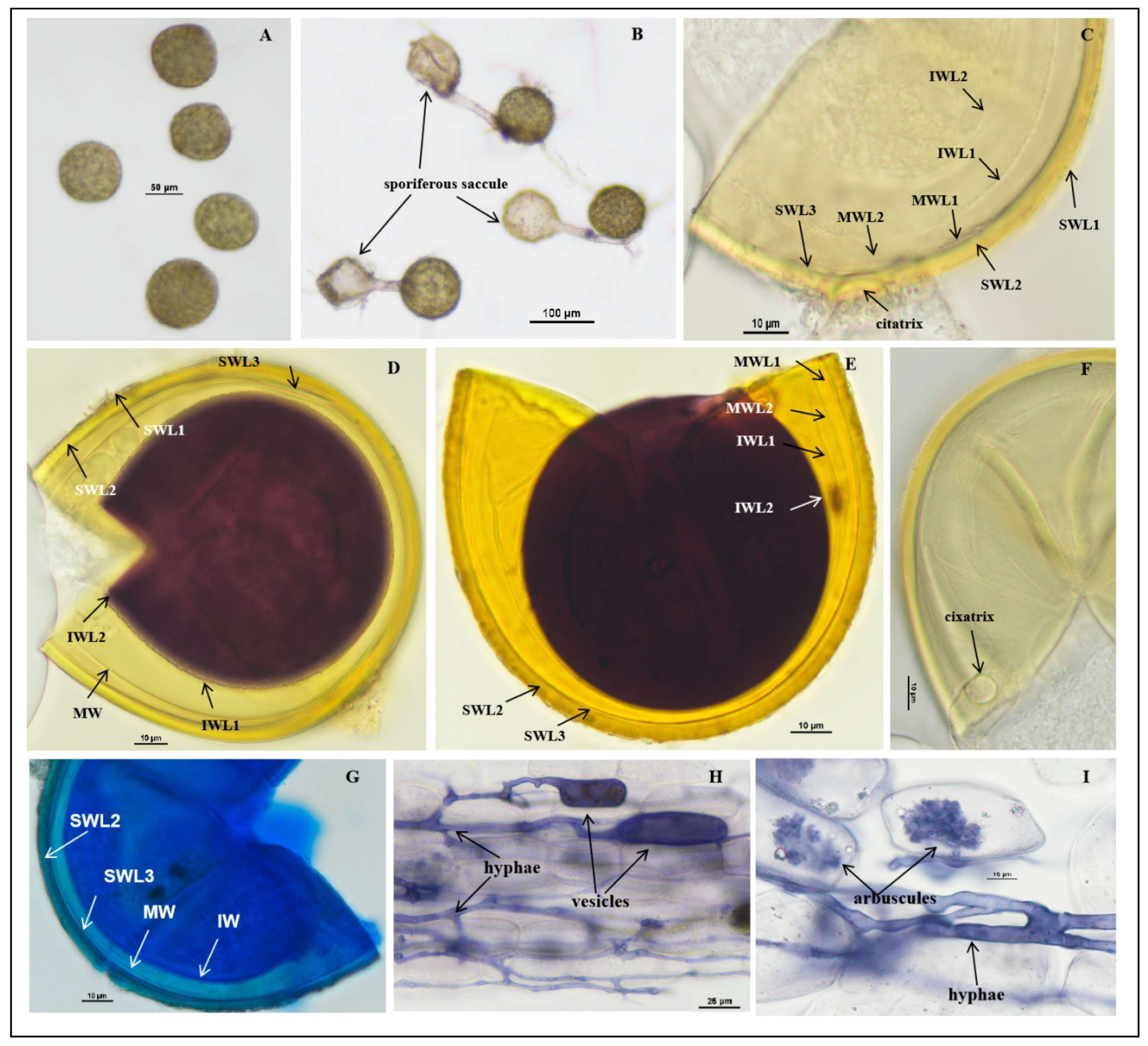 Jof 11 00382 g002 Jof 11 00382 g002