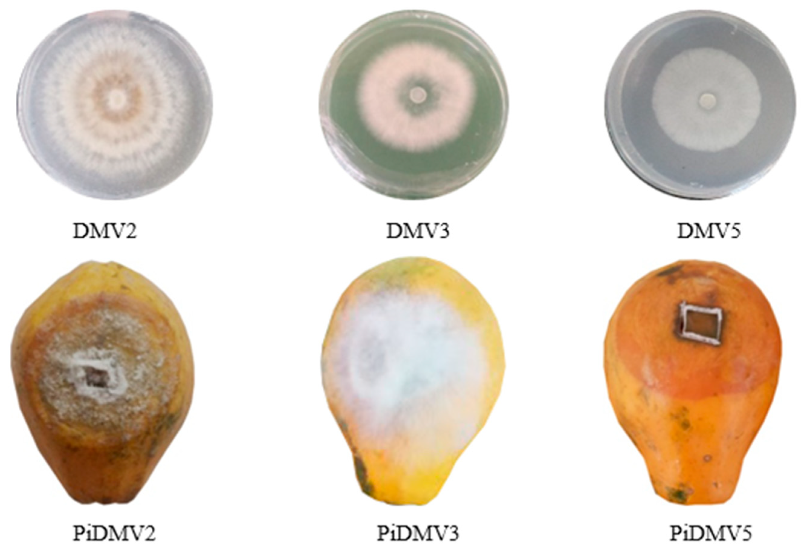 Jof 11 00385 g001 Jof 11 00385 g001