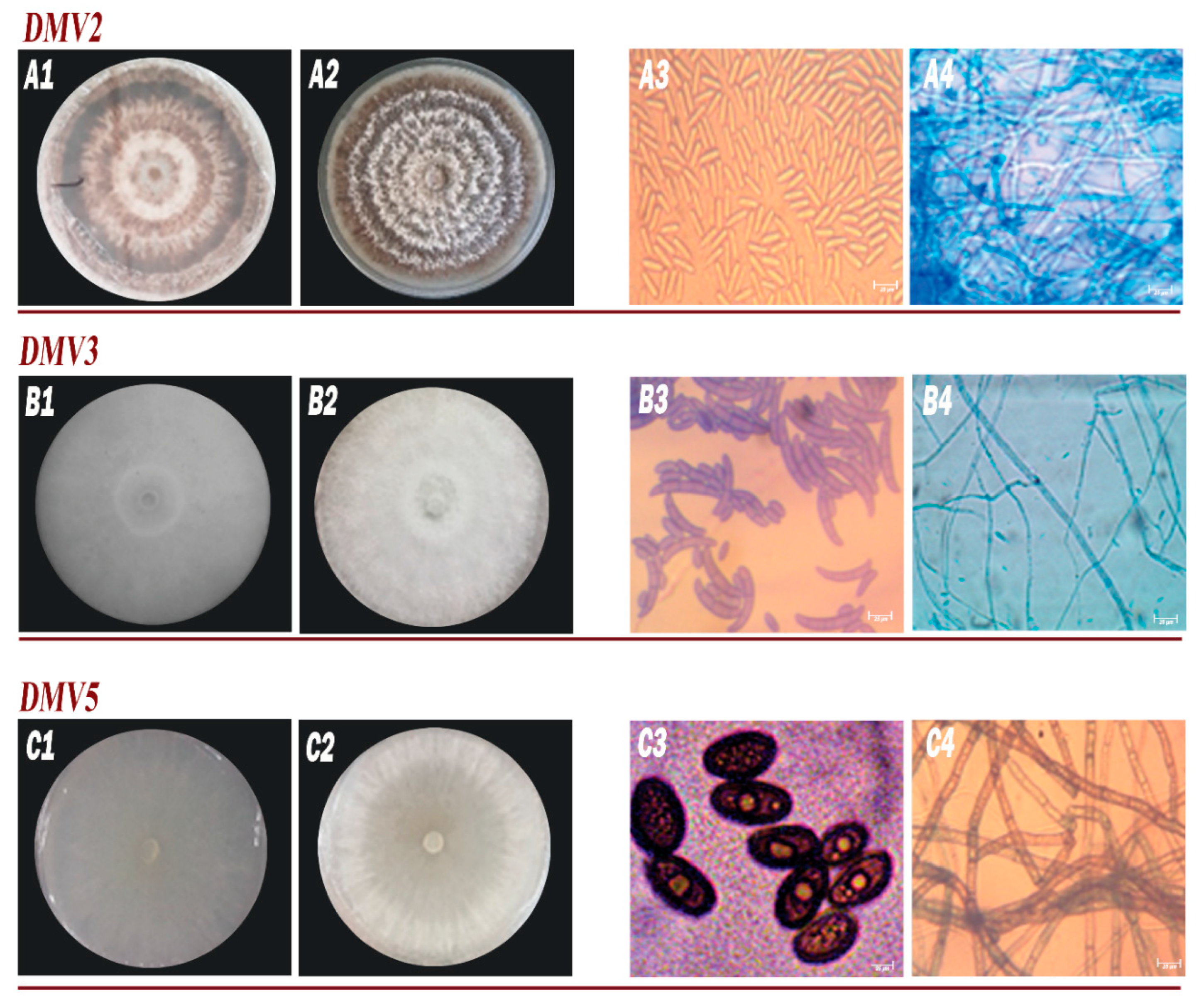 Jof 11 00385 g003 Jof 11 00385 g003