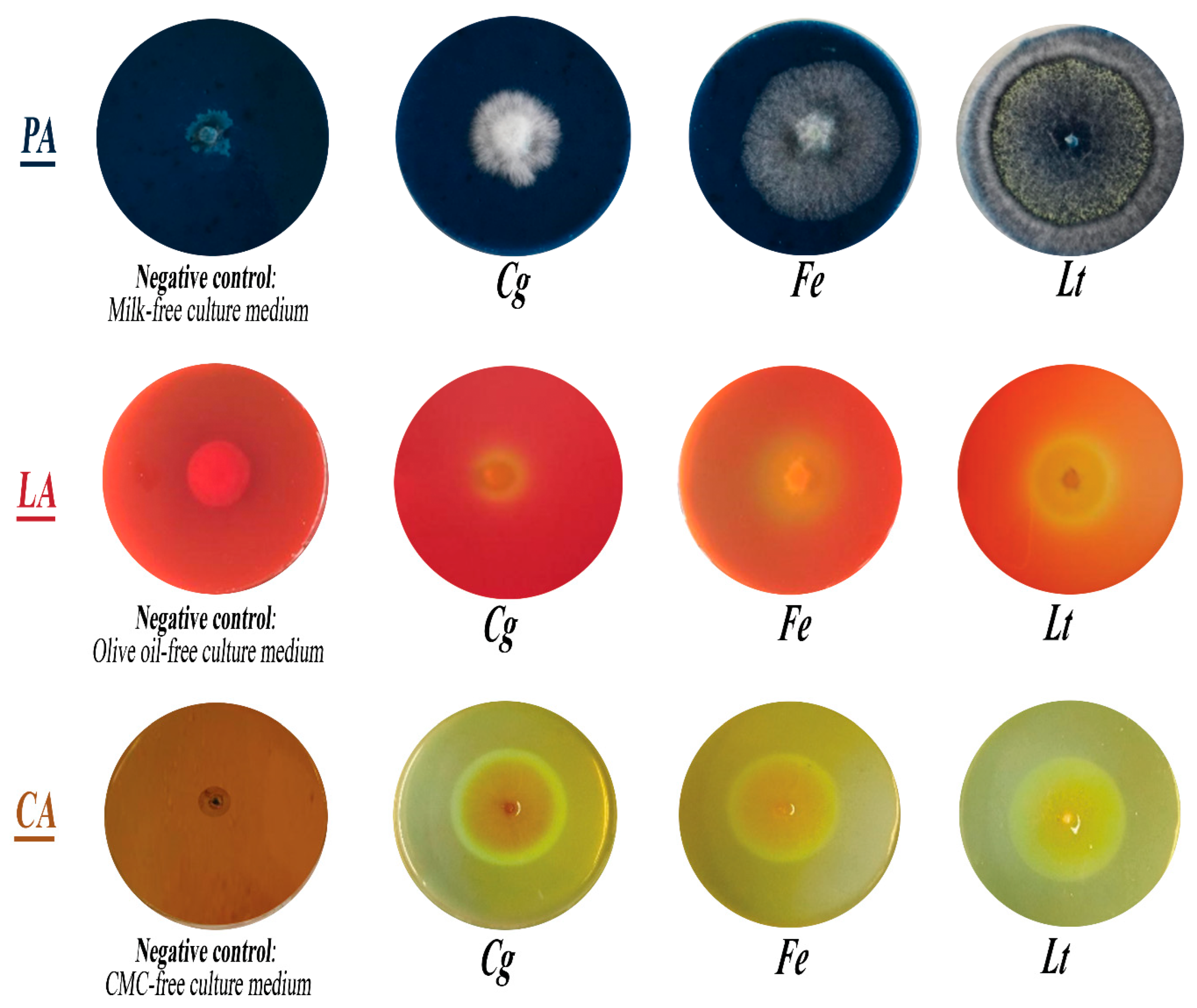 Jof 11 00385 g011 Jof 11 00385 g011