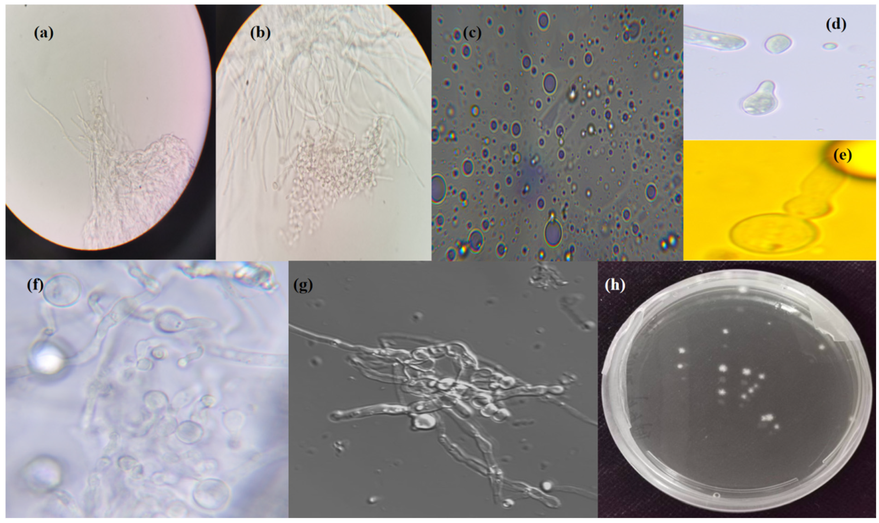 Jof 11 00386 g002 Jof 11 00386 g002
