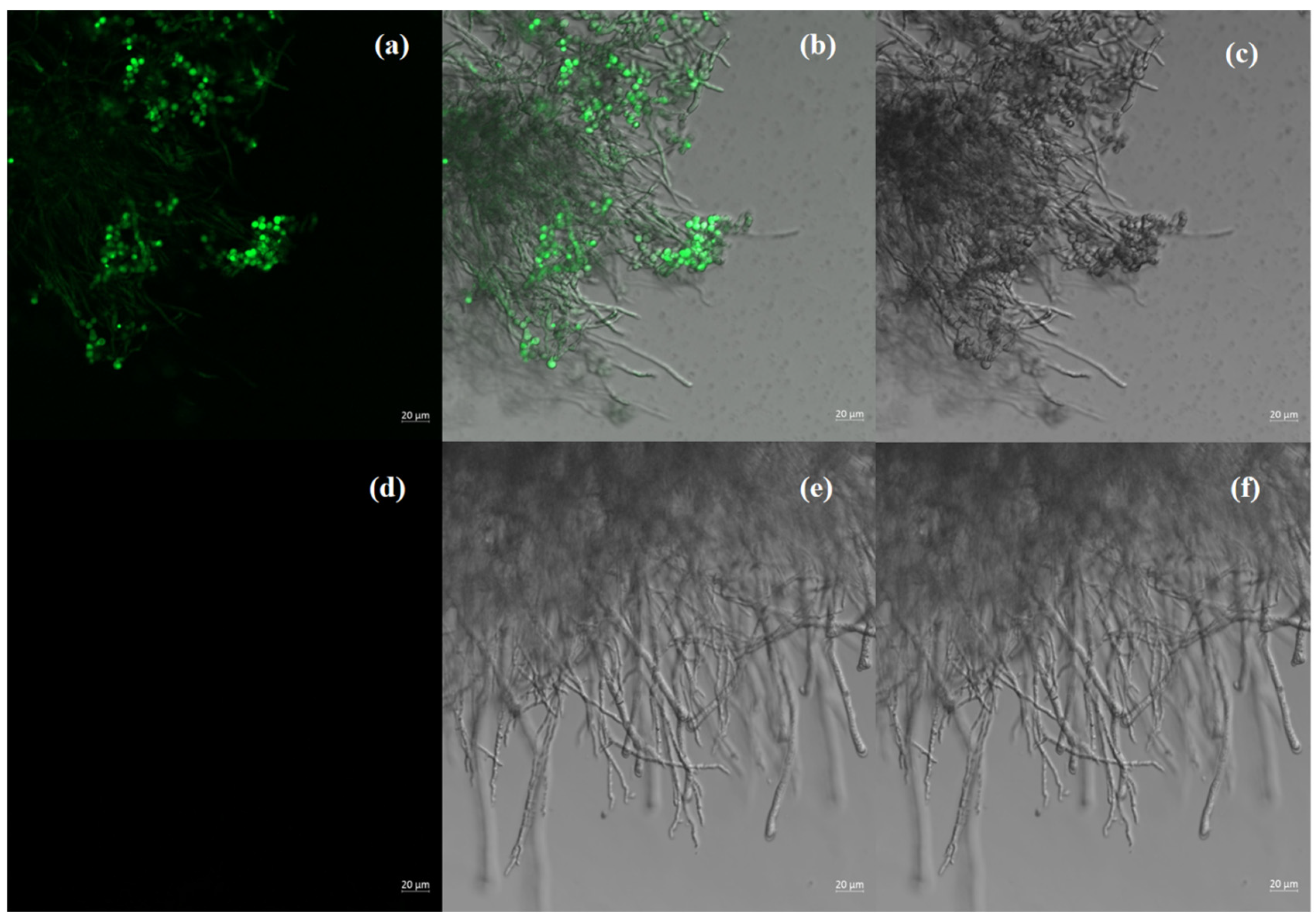 Jof 11 00386 g005 Jof 11 00386 g005