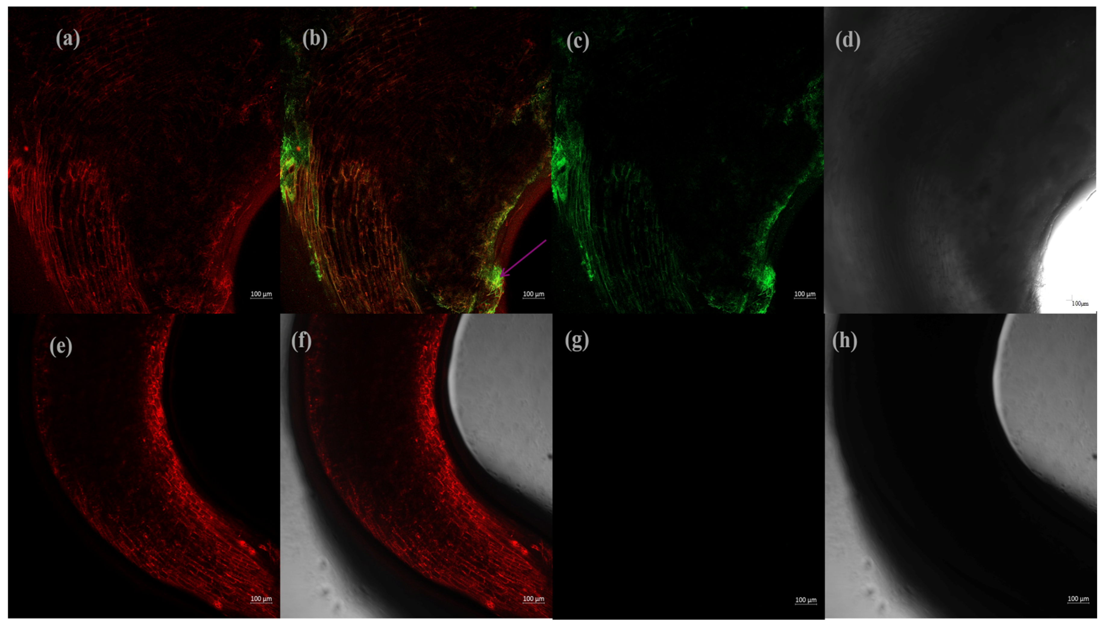 Jof 11 00386 g008 Jof 11 00386 g008
