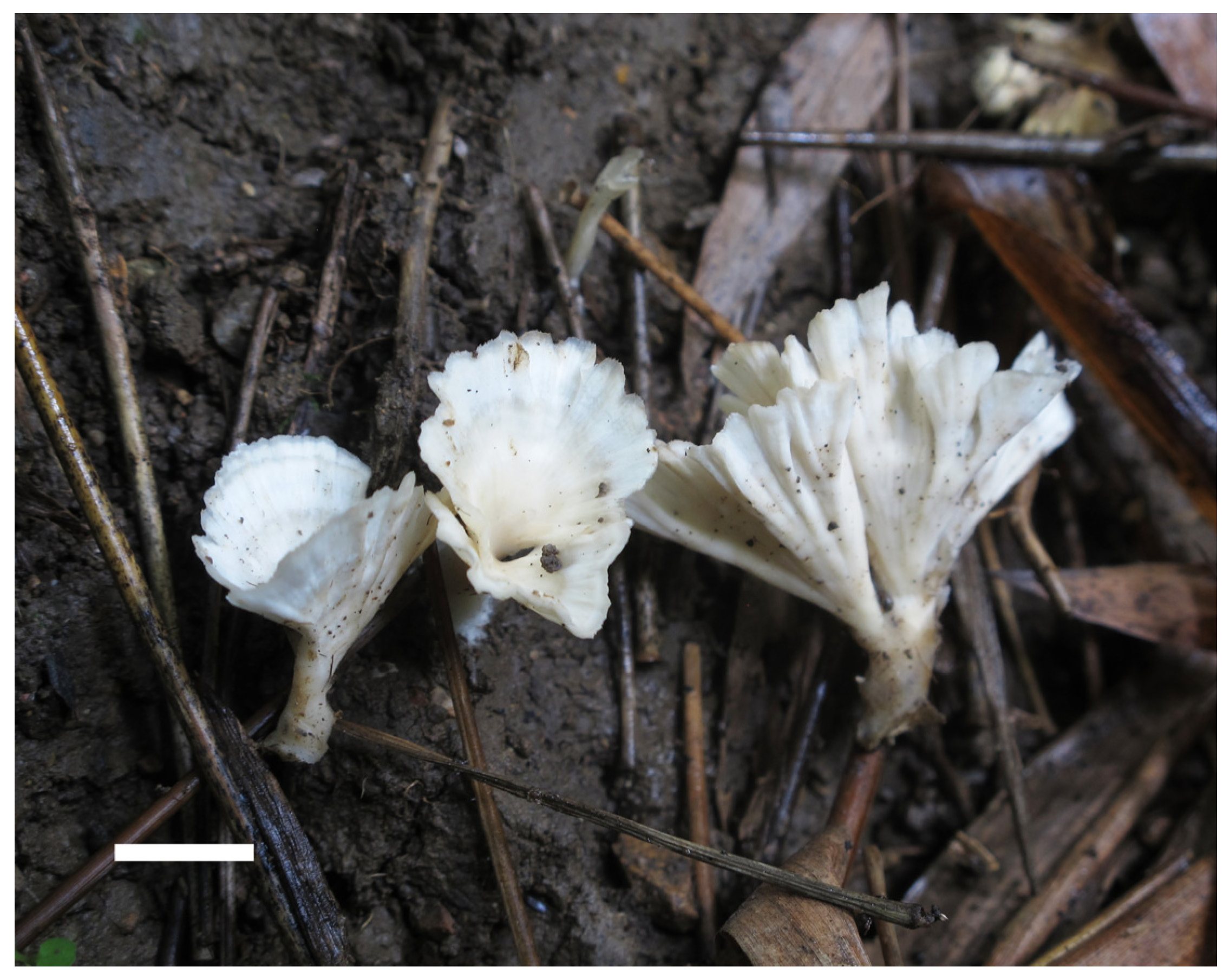 Jof 11 00390 g002 Jof 11 00390 g002