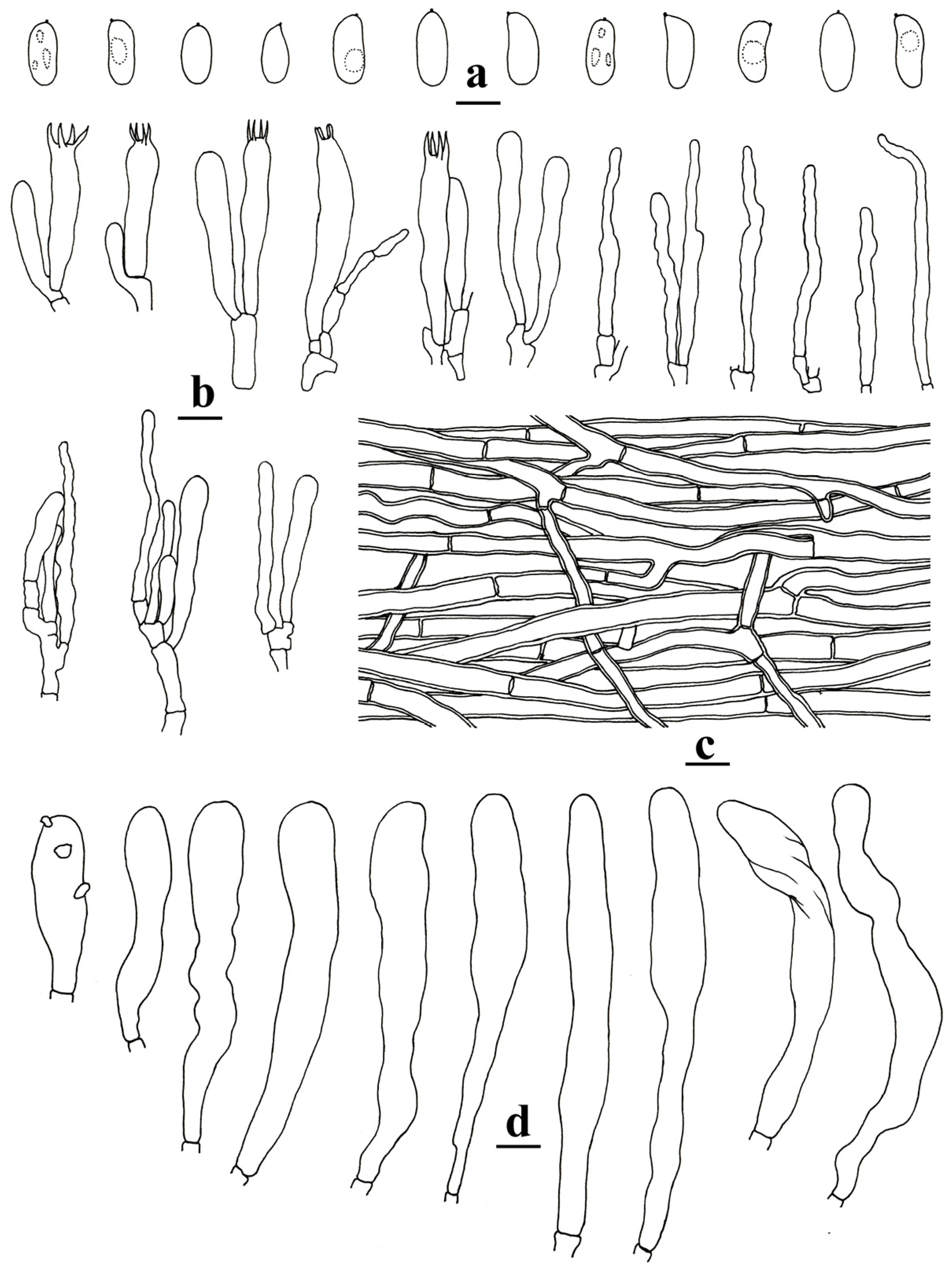 Jof 11 00390 g003 Jof 11 00390 g003