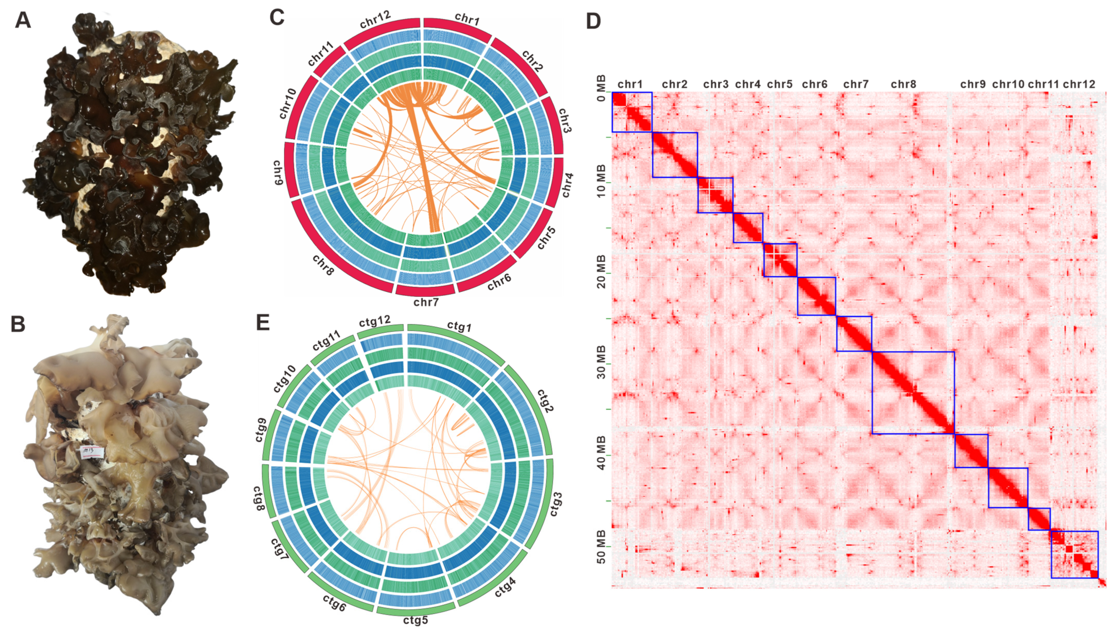Genomic Sequencing and Characterization of Two Auricularia