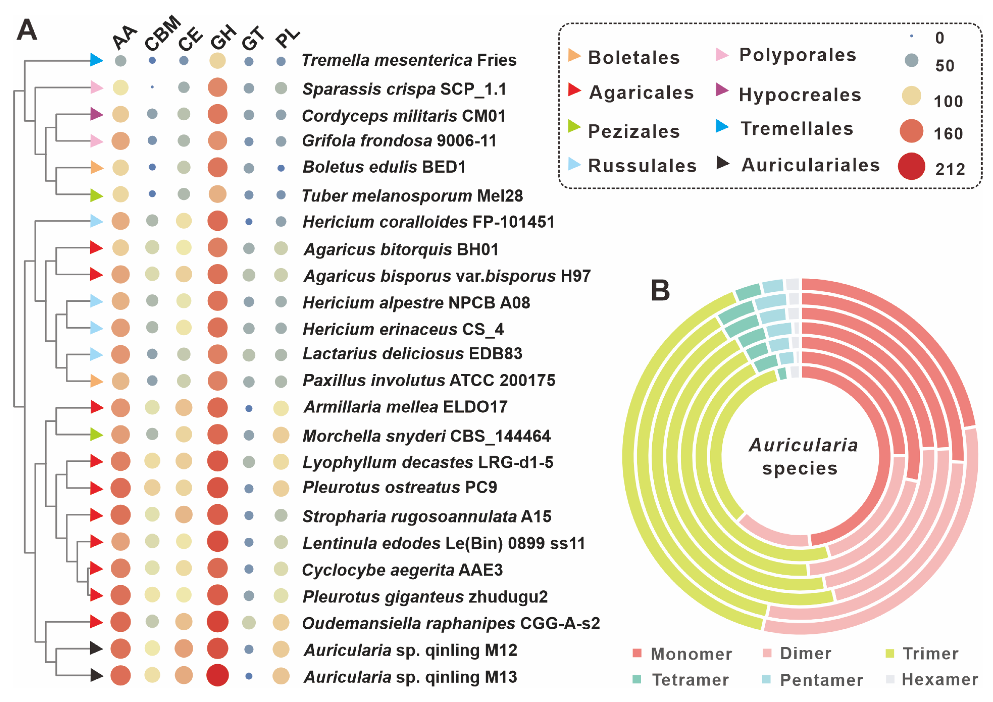  Genomic Sequencing and Characterization of Two Auricularia