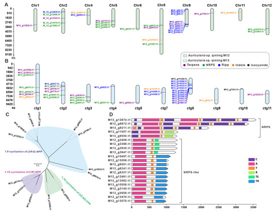  Genomic Sequencing and Characterization of Two Auricularia