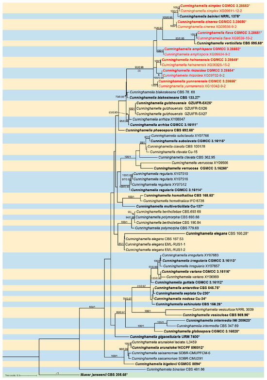 Unveiling Species Diversity Within Early-Diverging Fungi