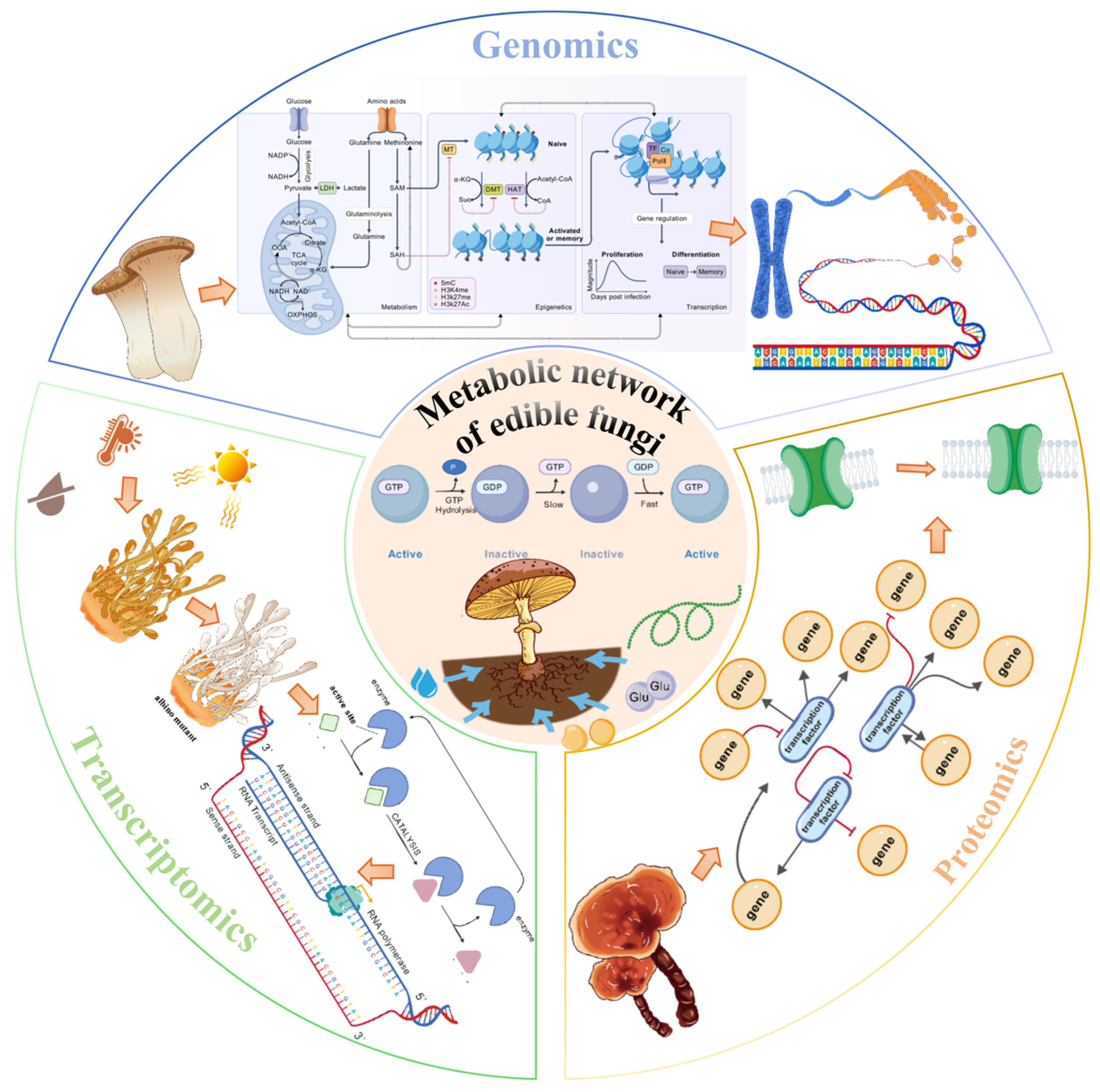 Jof 11 00422 g002 Jof 11 00422 g002