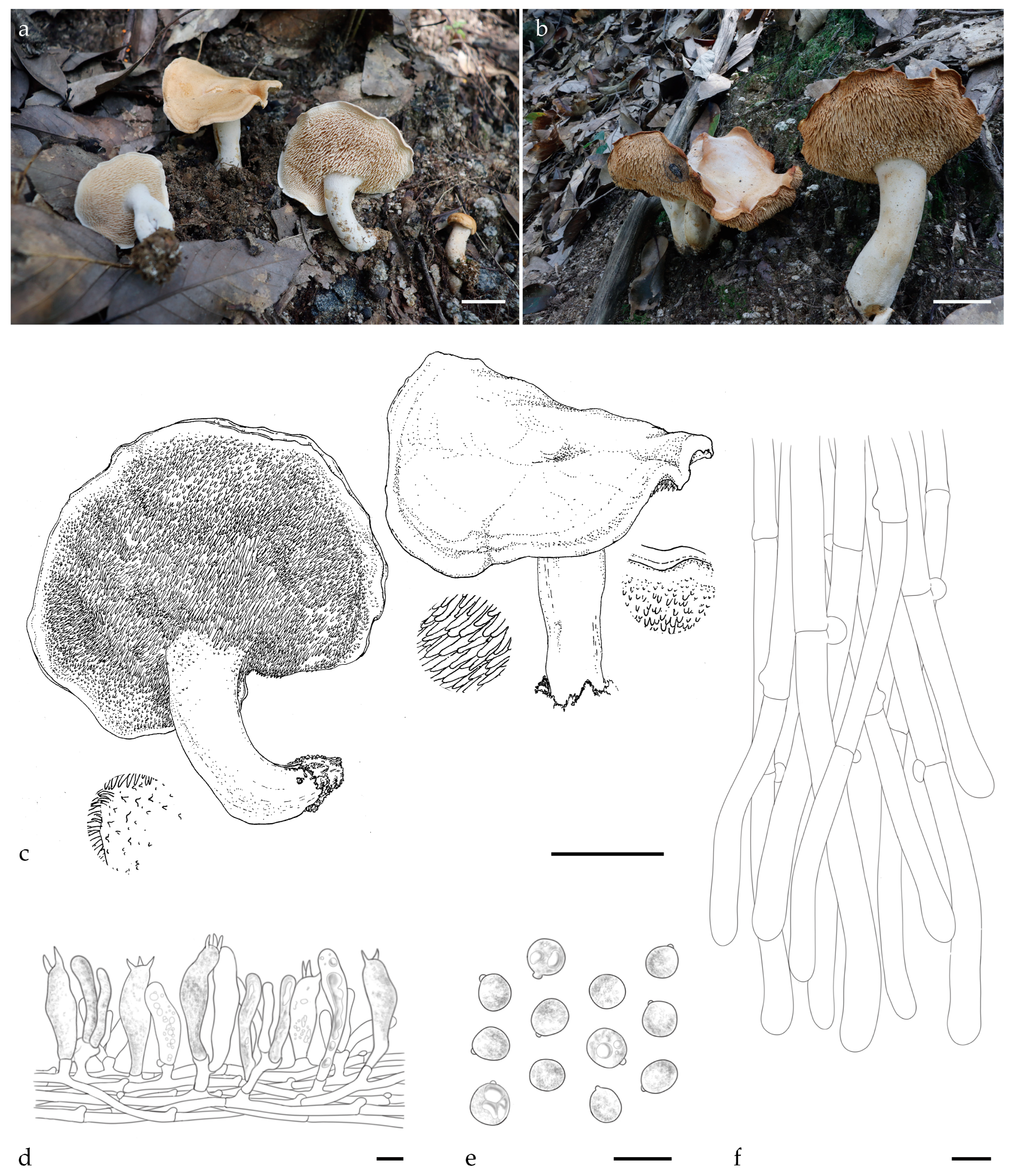 Jof 11 00431 g001 Jof 11 00431 g001