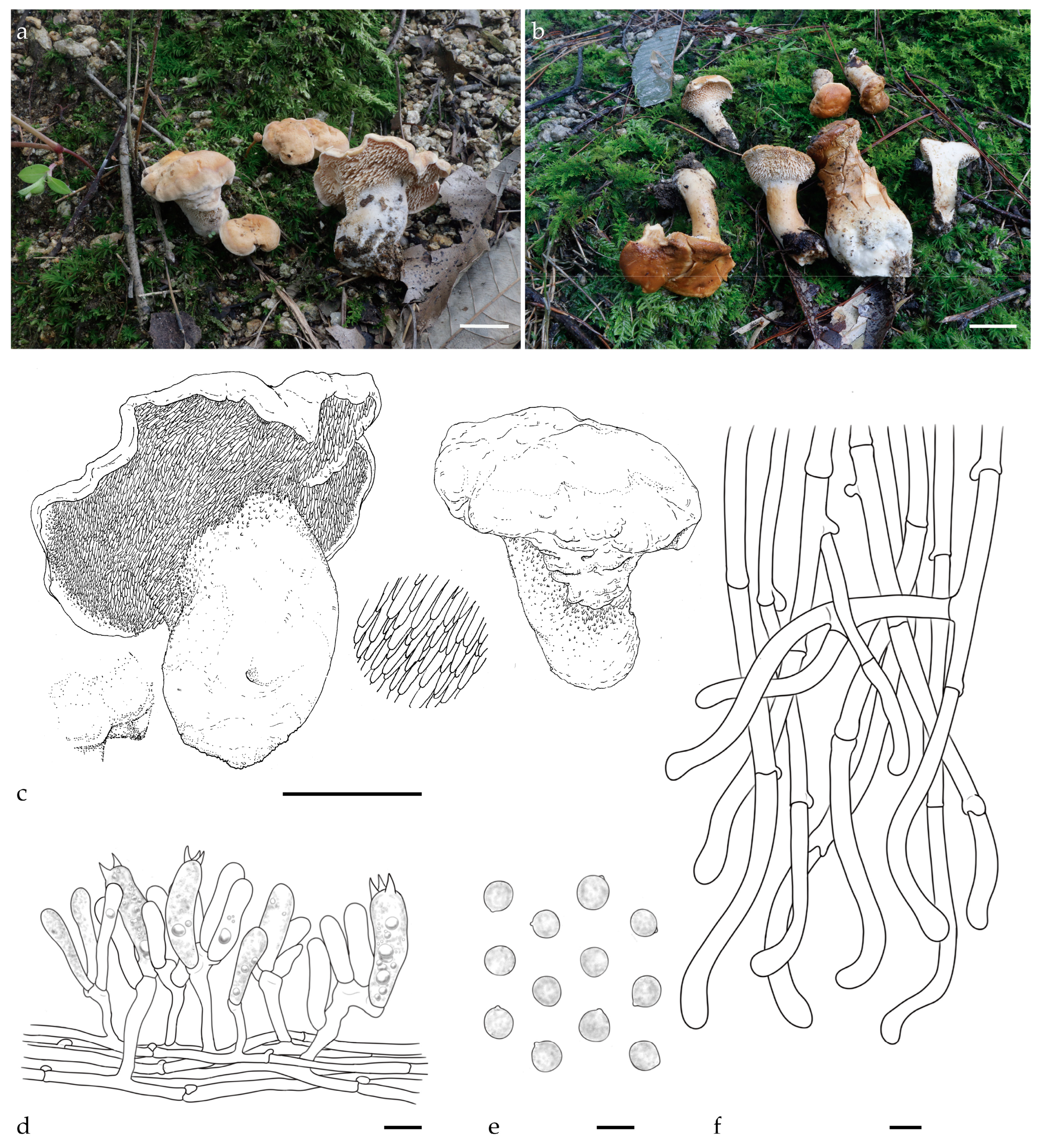 Jof 11 00431 g002 Jof 11 00431 g002