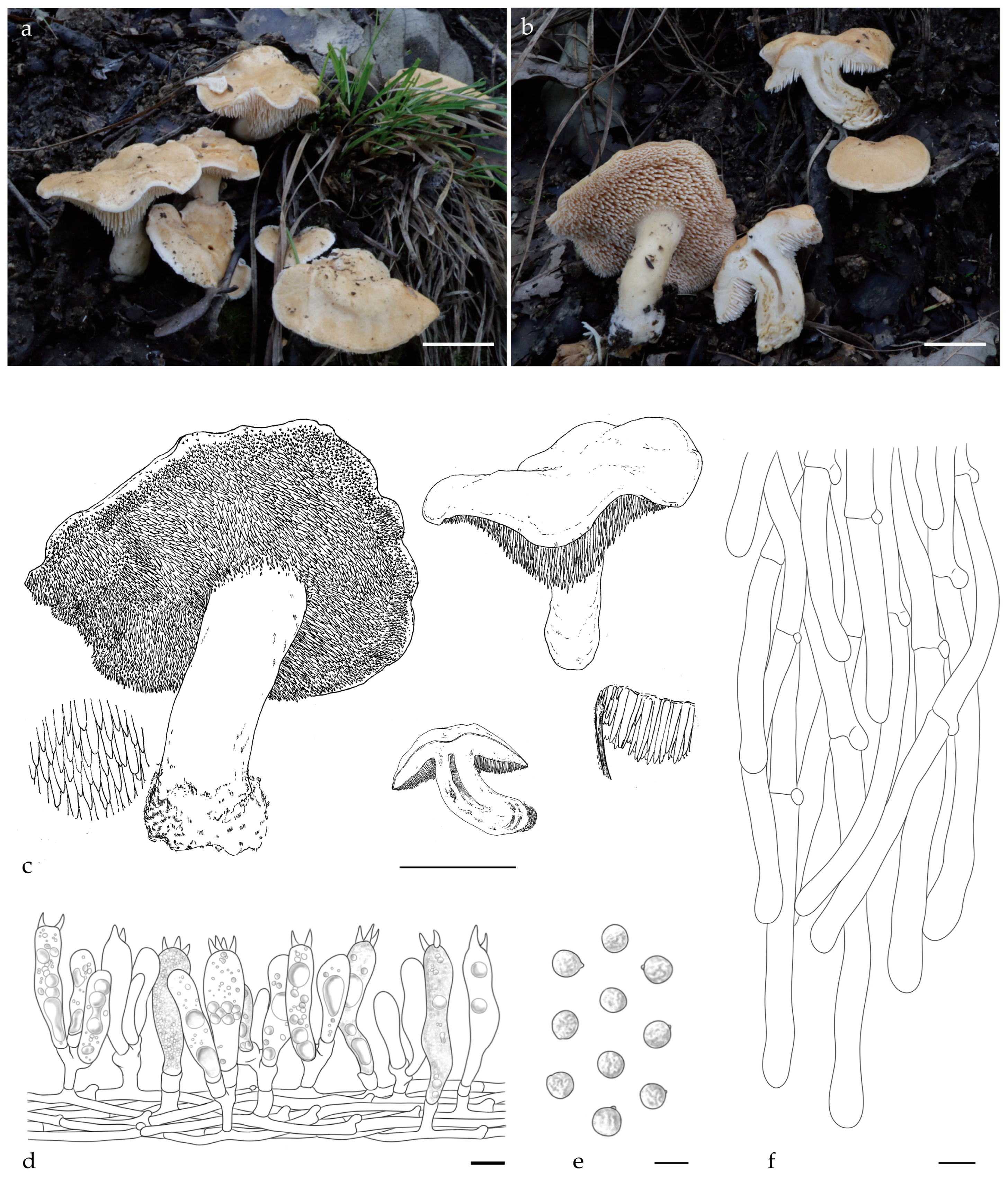 Jof 11 00431 g003 Jof 11 00431 g003