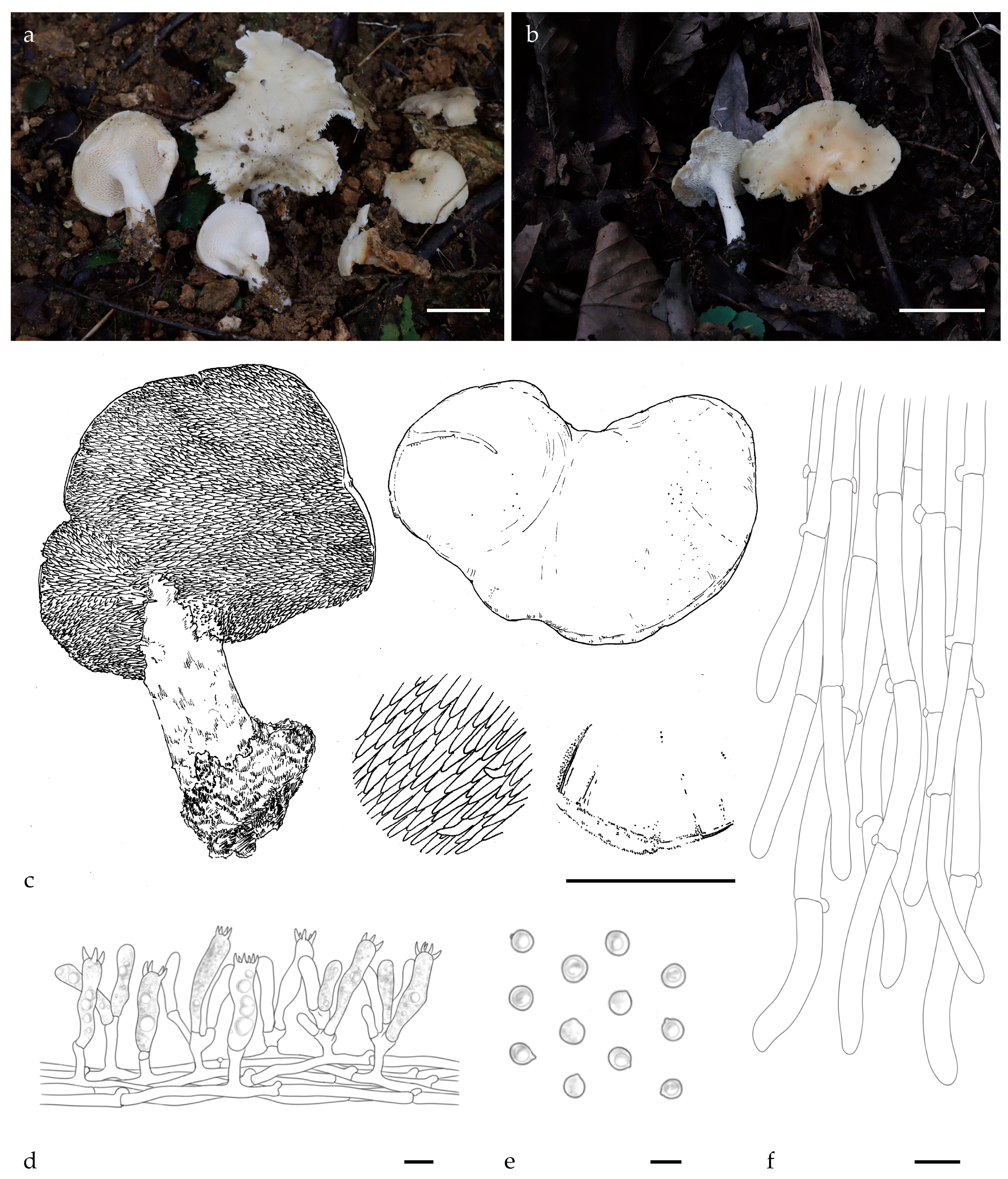 Jof 11 00431 g005 Jof 11 00431 g005