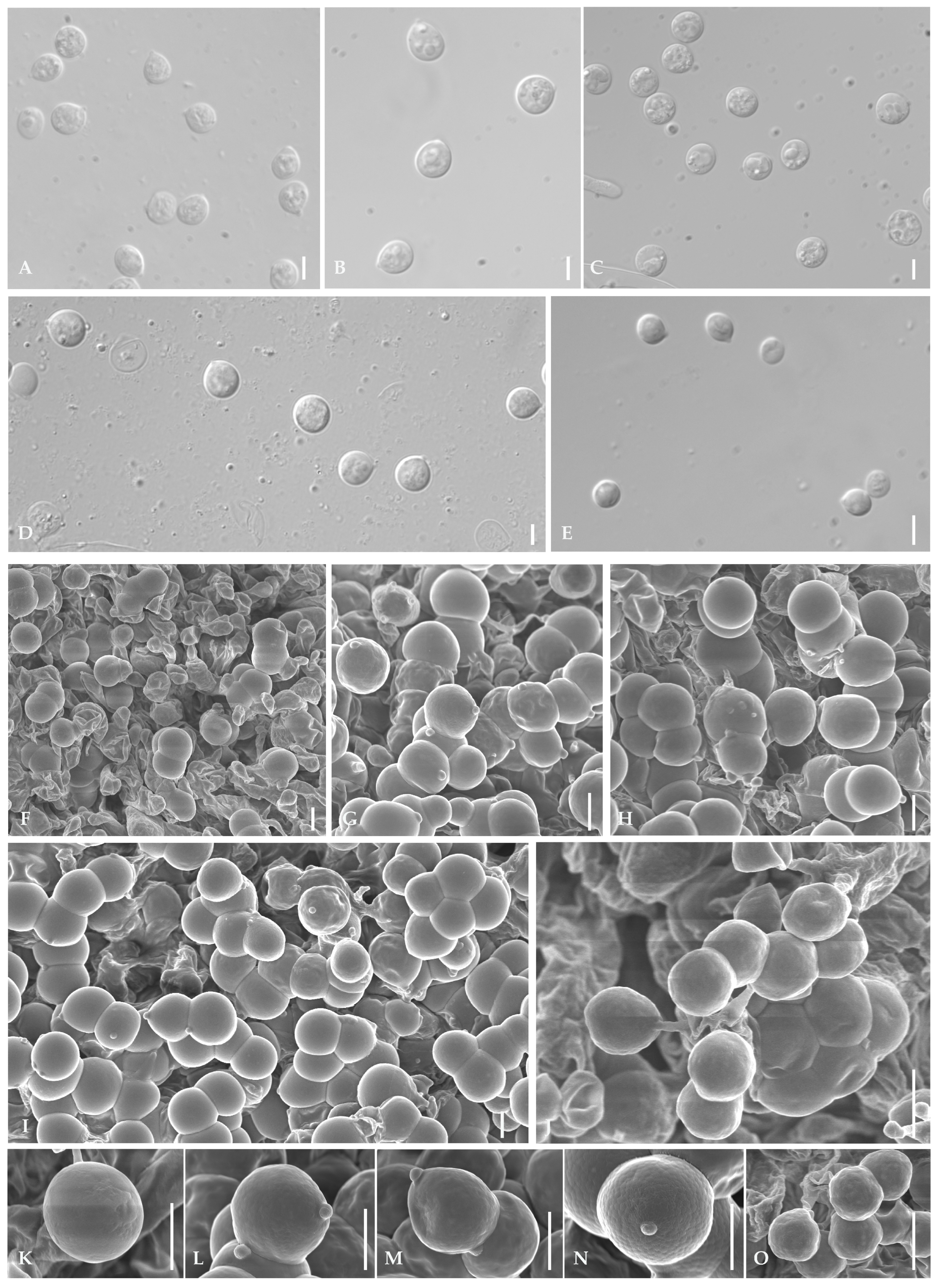 Jof 11 00431 g0a1 Jof 11 00431 g0a1