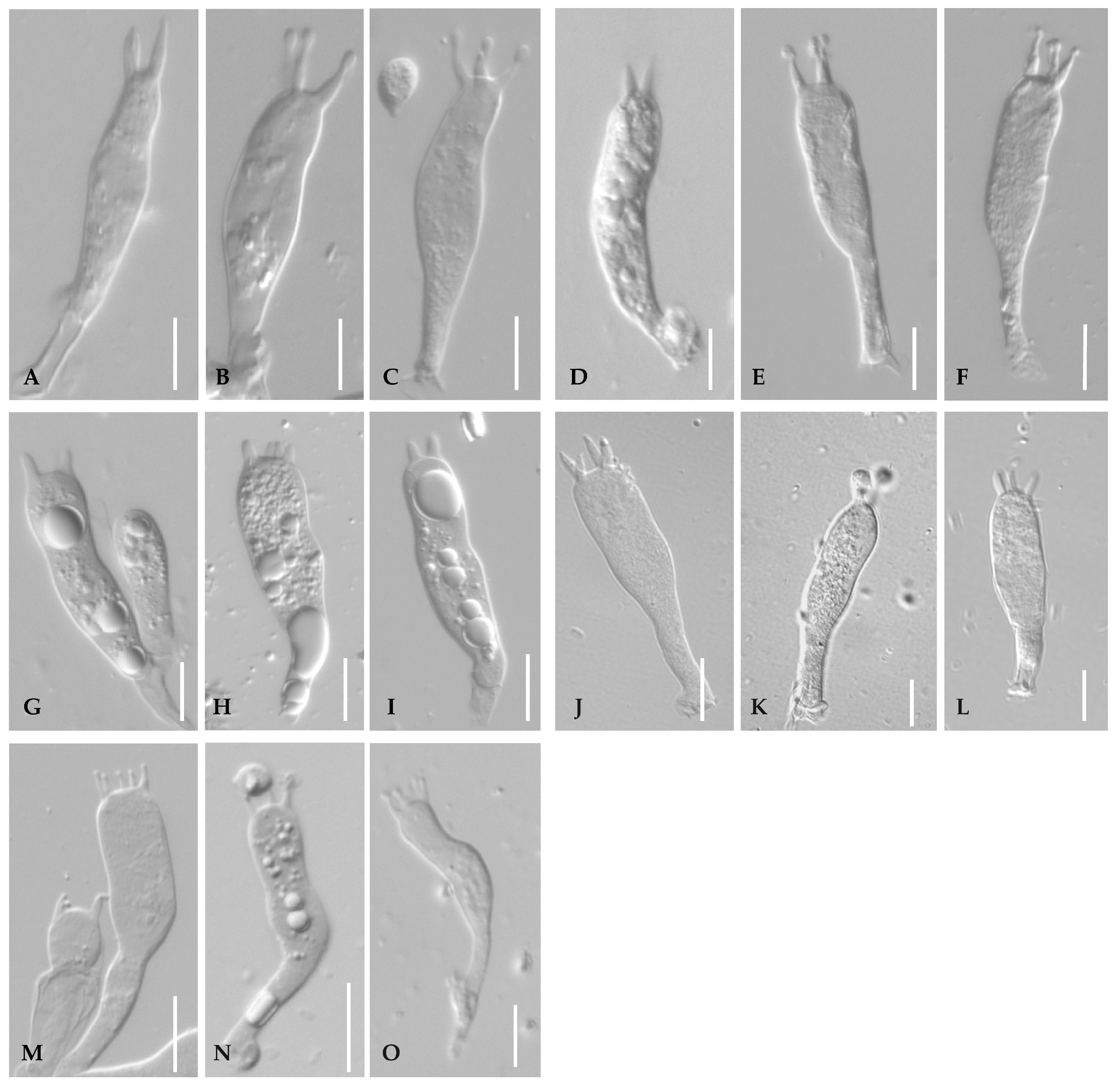 Jof 11 00431 g0a2 Jof 11 00431 g0a2