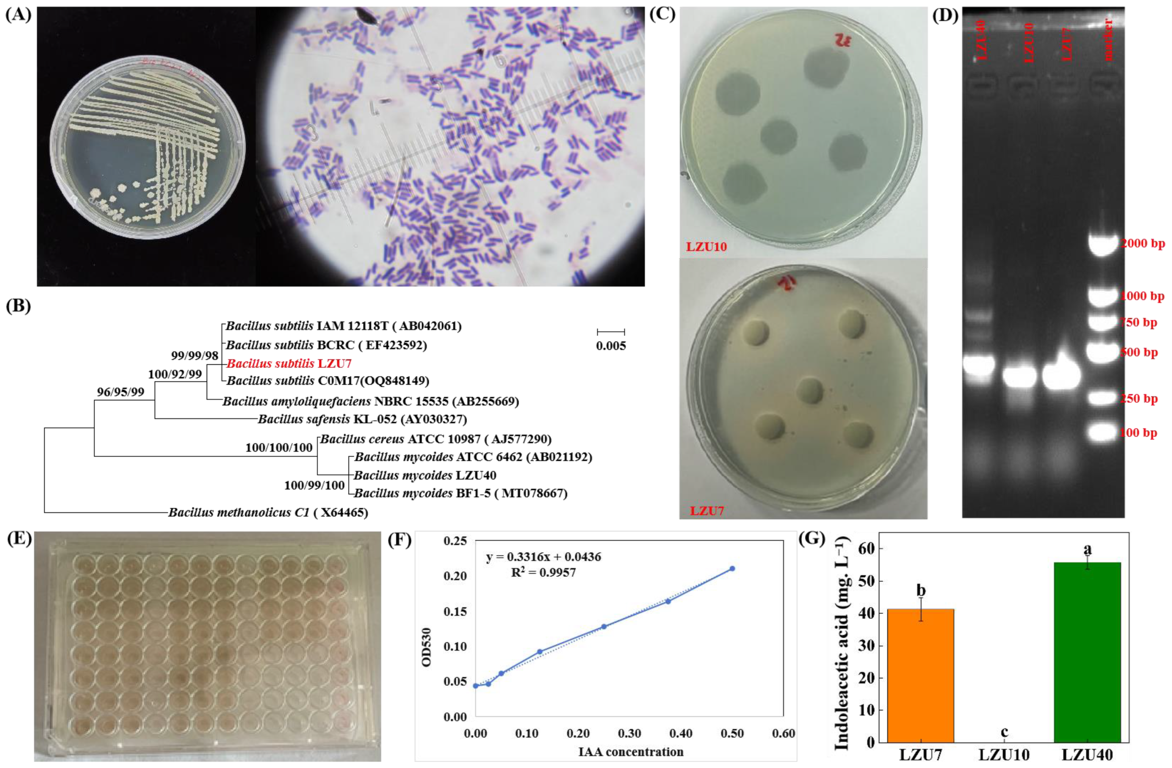 Foliar Epichloë gansuensis Endophyte and Root-Originated