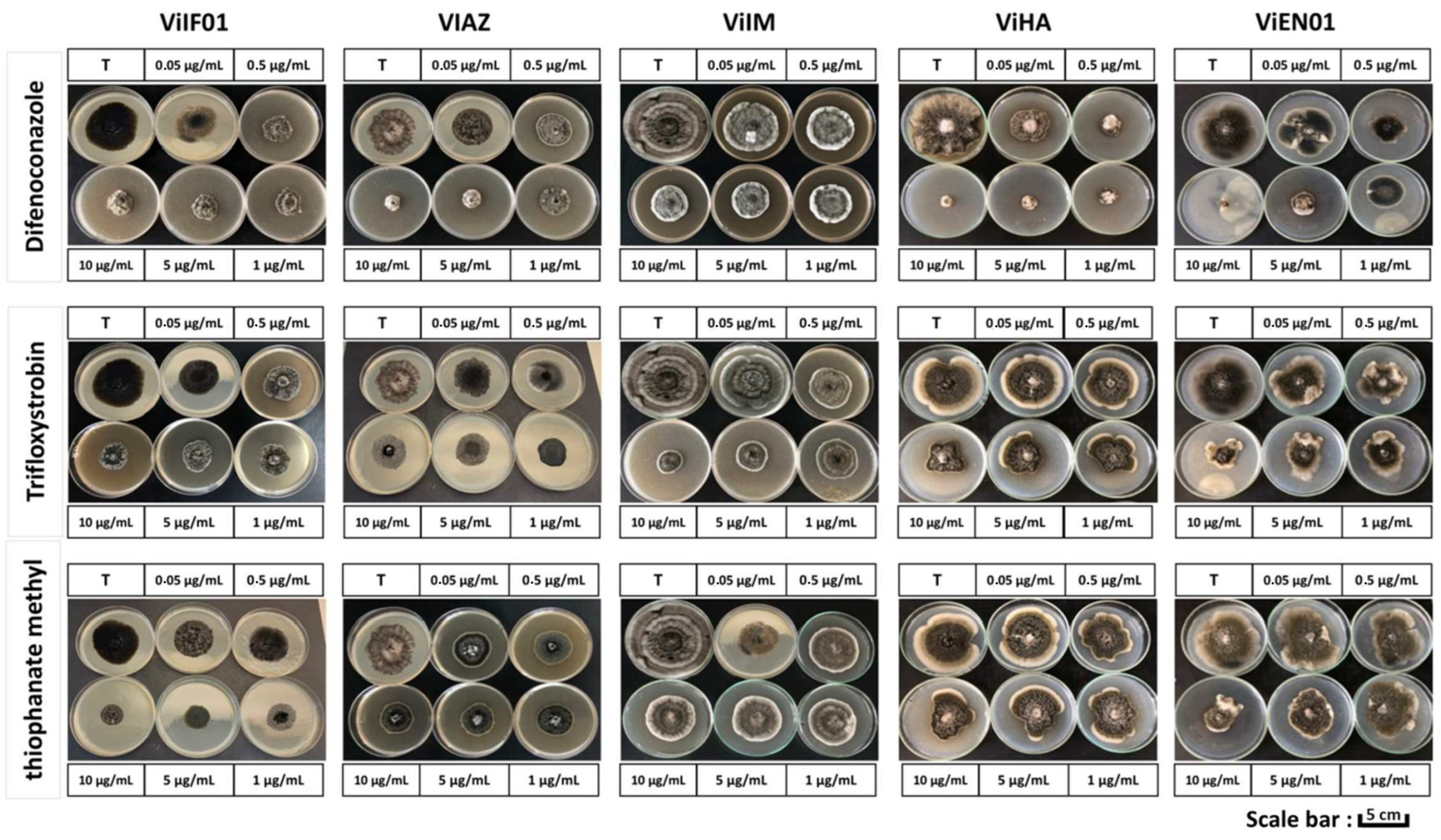 Jof 11 00493 g003 Jof 11 00493 g003