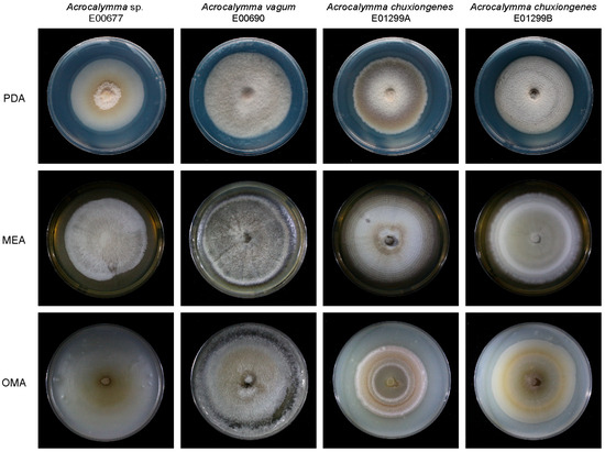 Growth-Promoting Effects of Dark Septate Endophytes Fungus
