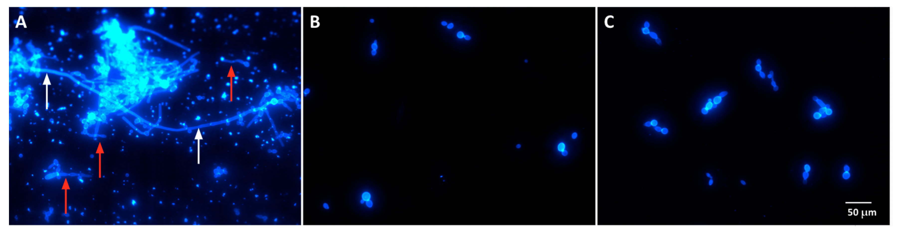 Jof 11 00519 g003 Jof 11 00519 g003