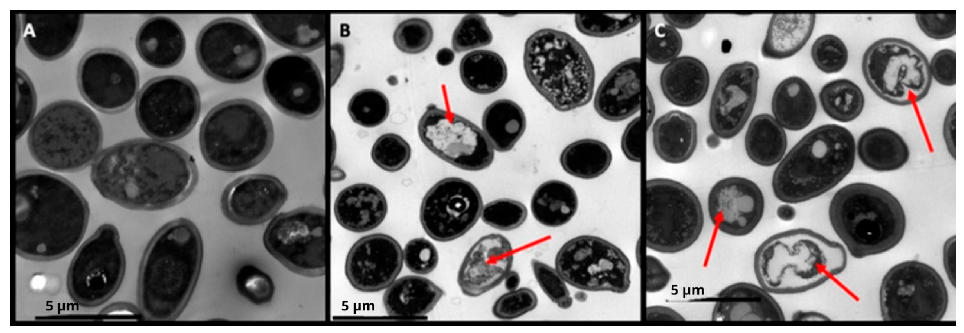 Jof 11 00519 g004 Jof 11 00519 g004