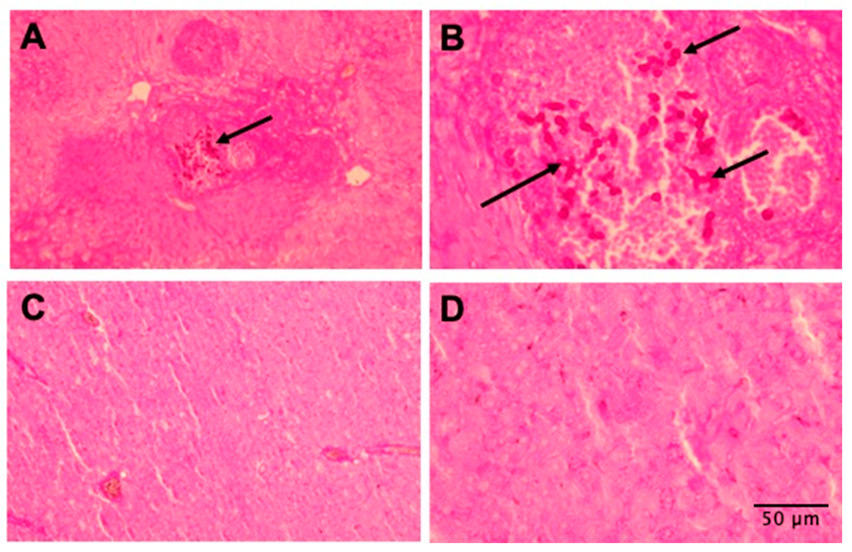Jof 11 00519 g006 Jof 11 00519 g006
