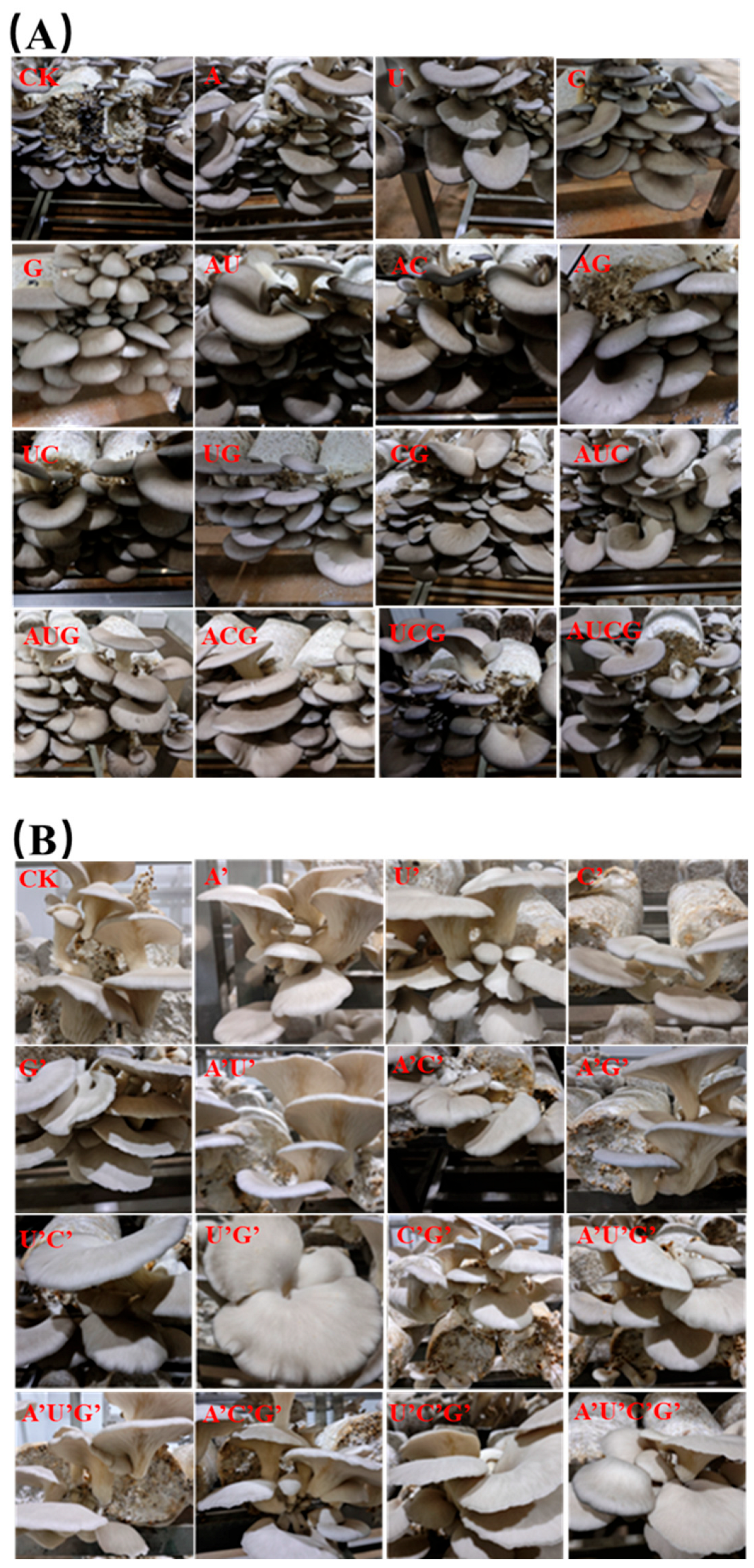 Jof 11 00537 g004 Jof 11 00537 g004