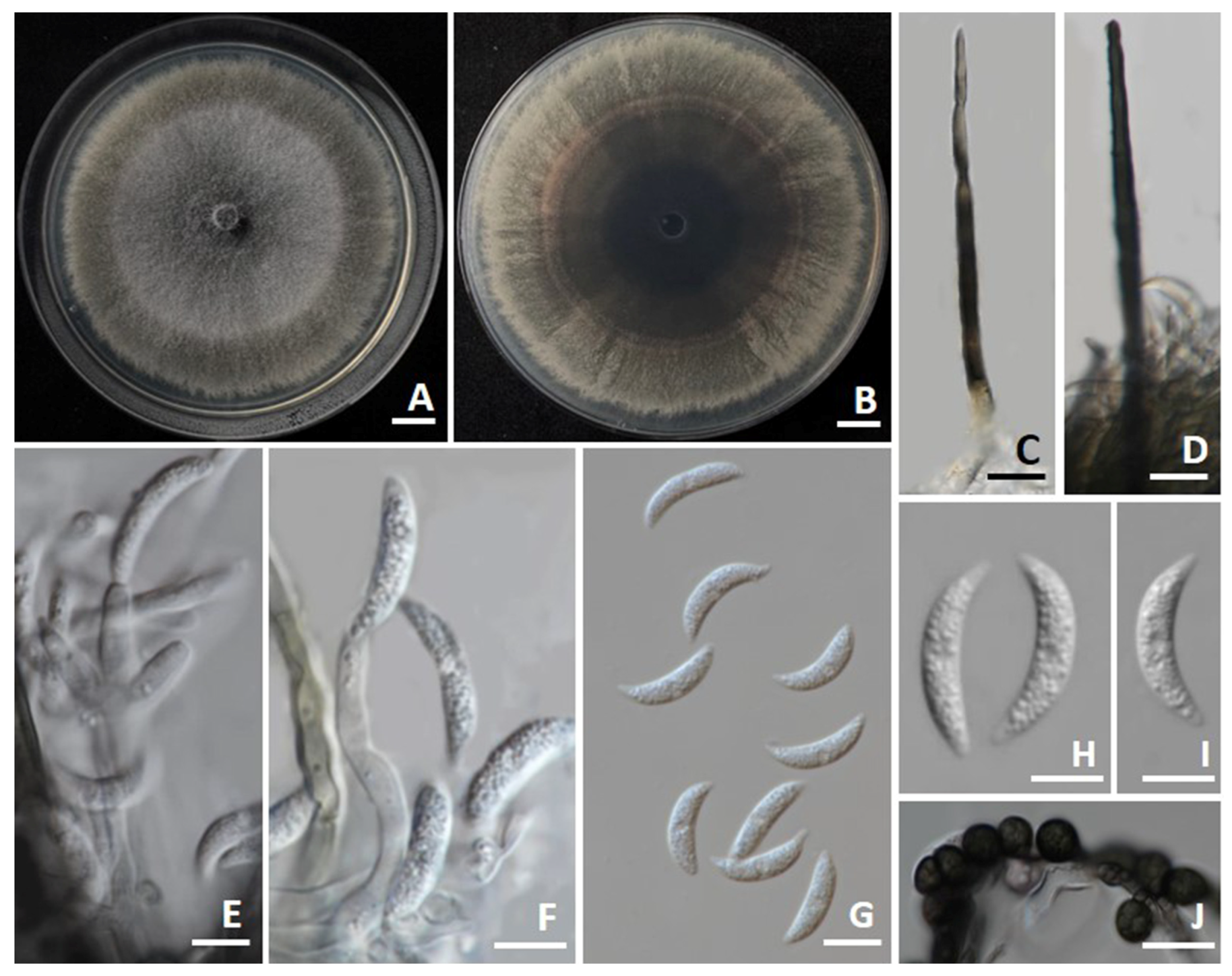 Jof 11 00540 g006 Jof 11 00540 g006