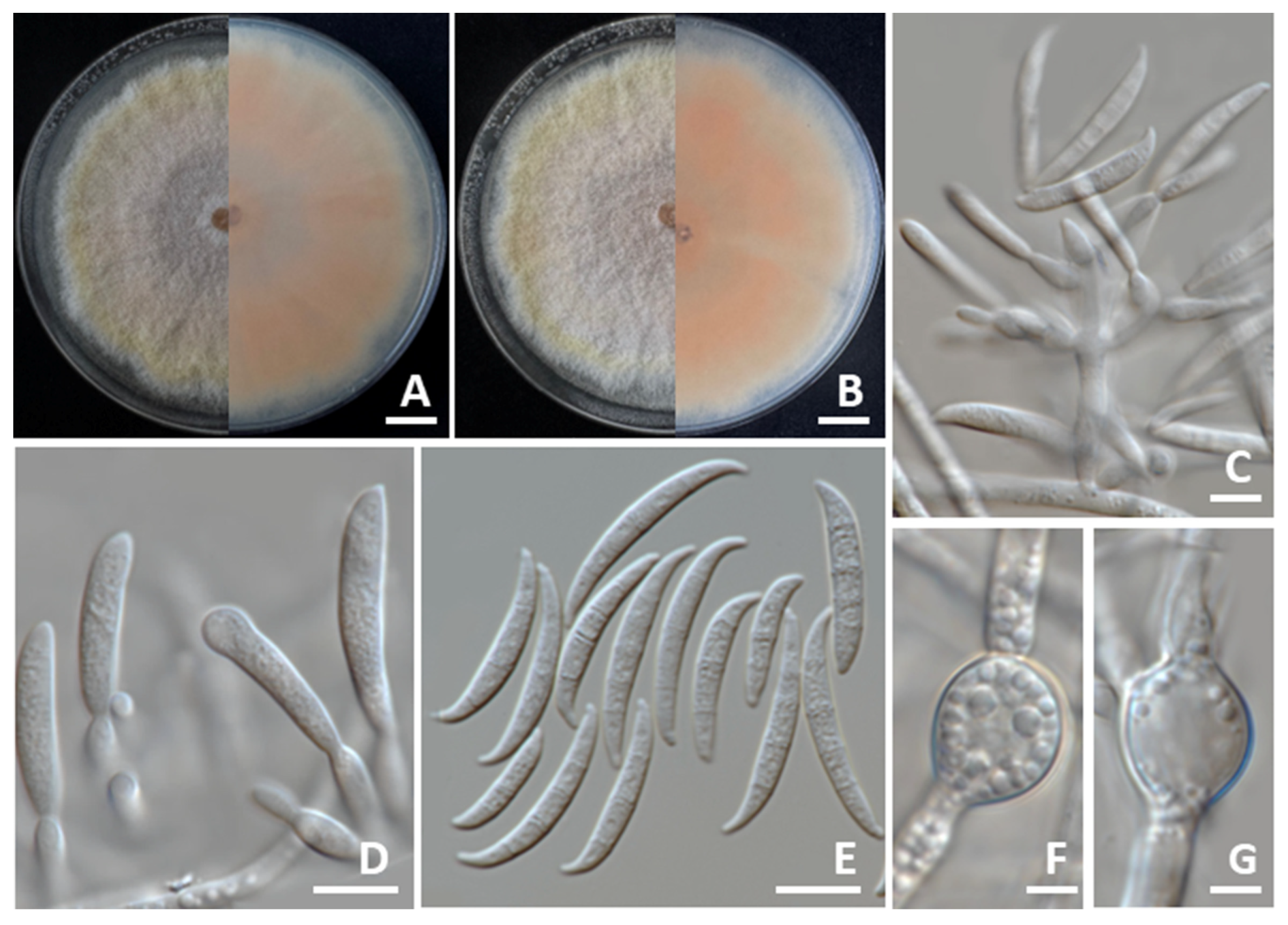 Jof 11 00540 g007 Jof 11 00540 g007