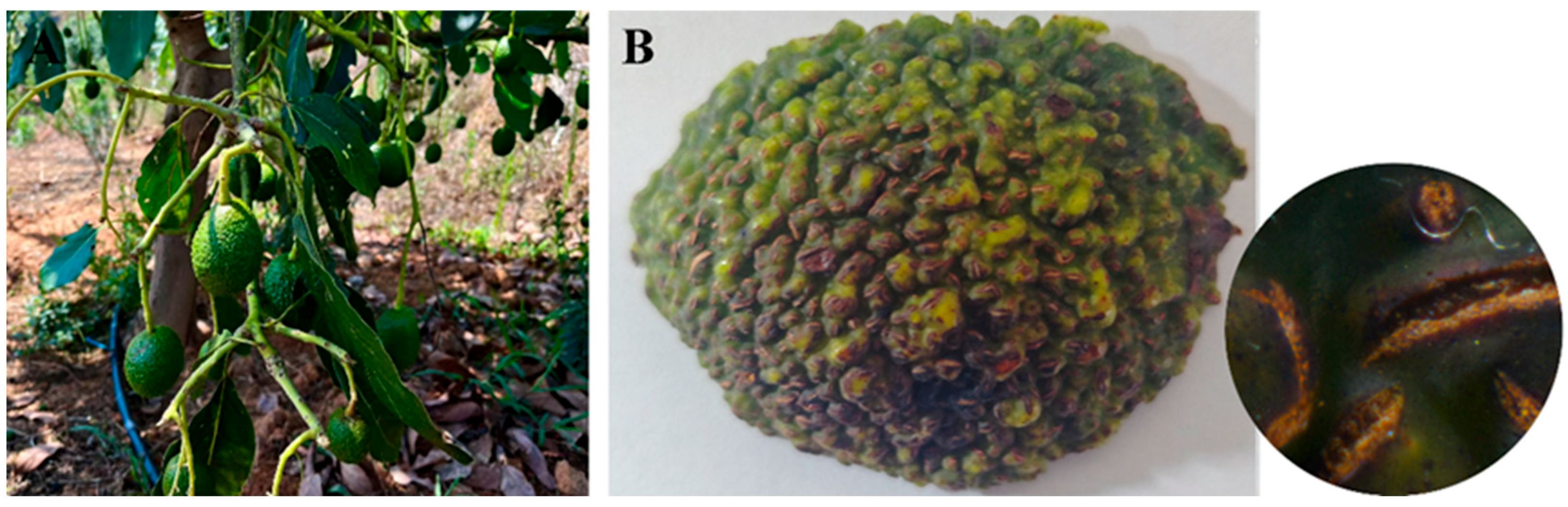 Jof 11 00547 g001 Jof 11 00547 g001