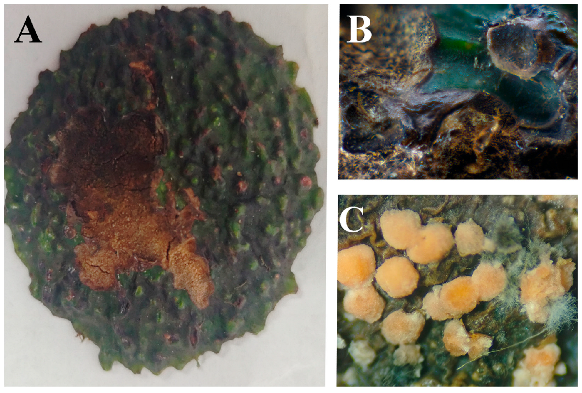 Jof 11 00547 g005 Jof 11 00547 g005