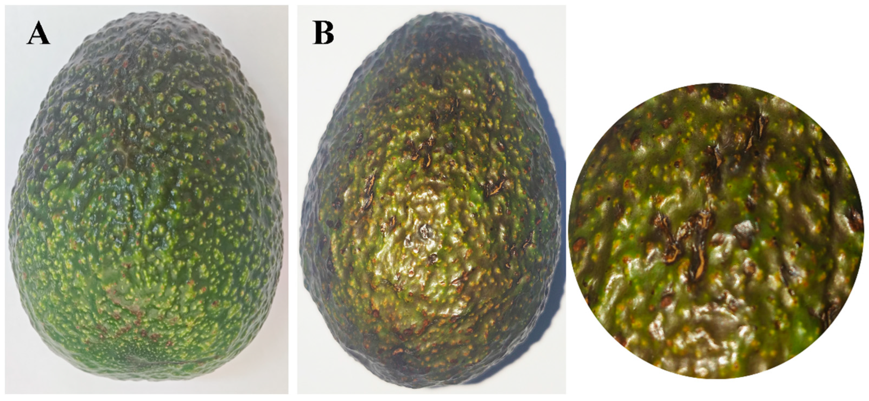 Jof 11 00547 g008 Jof 11 00547 g008