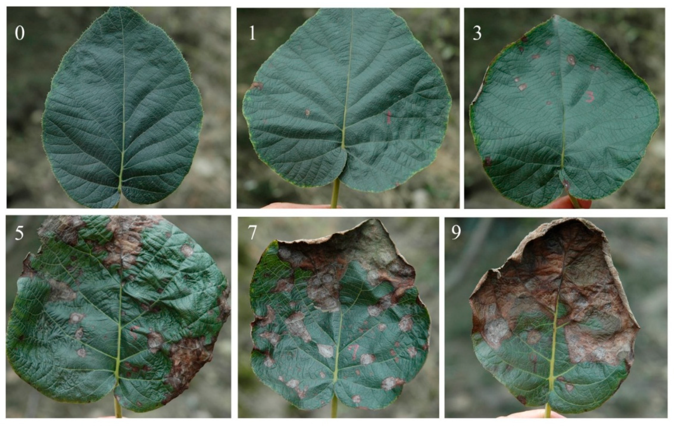 Jof 11 00593 g001 Jof 11 00593 g001