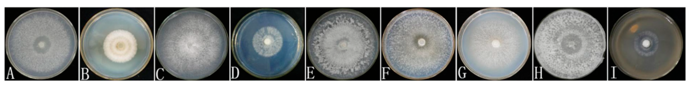 Jof 11 00594 g006 Jof 11 00594 g006