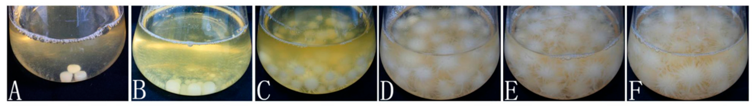 Jof 11 00594 g007 Jof 11 00594 g007