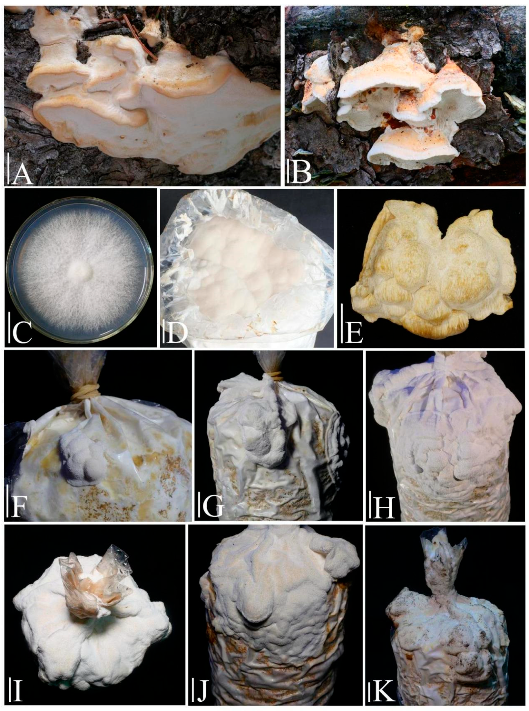 Jof 11 00594 g008 Jof 11 00594 g008