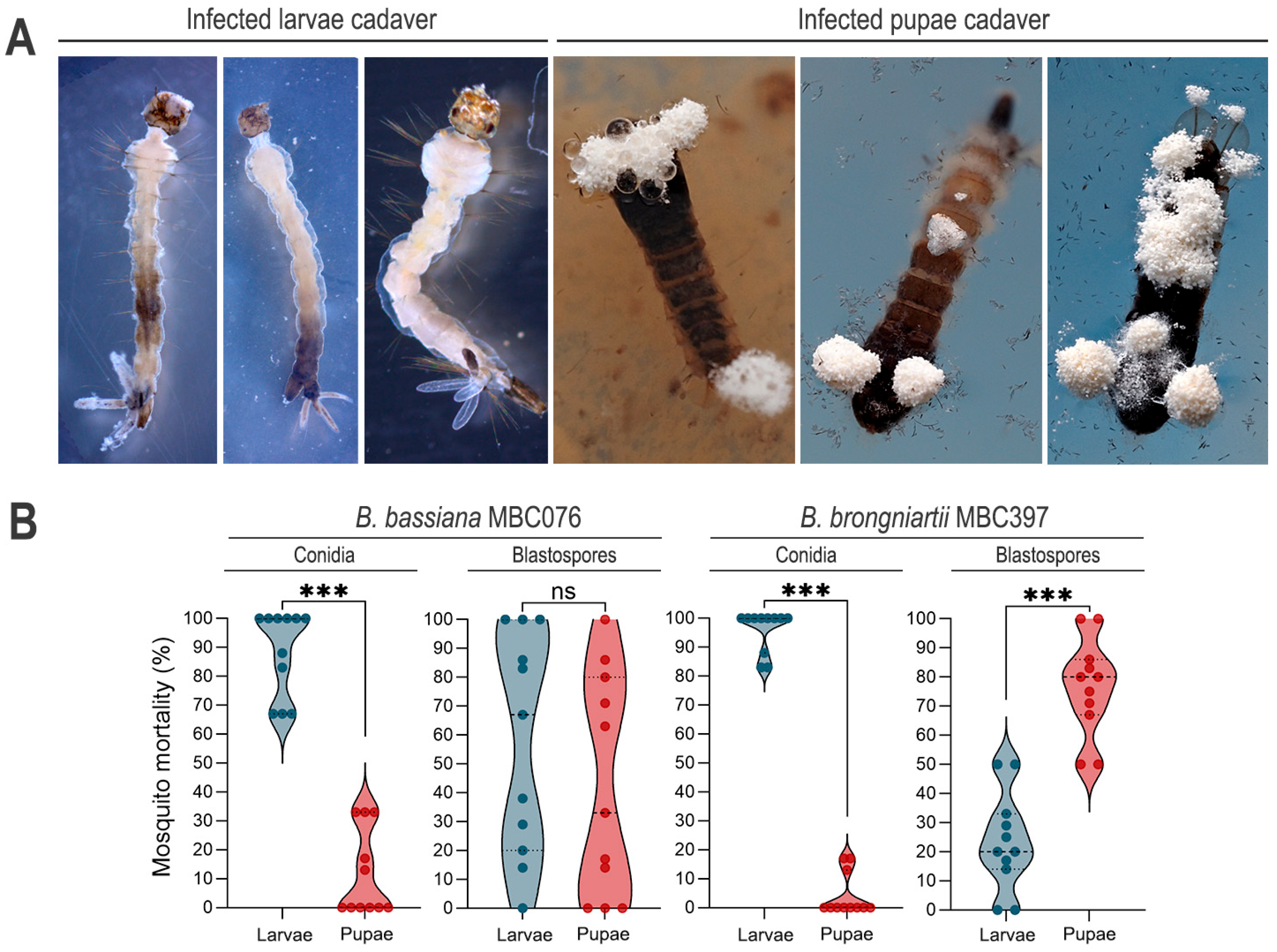 Jof 11 00608 g003 Jof 11 00608 g003