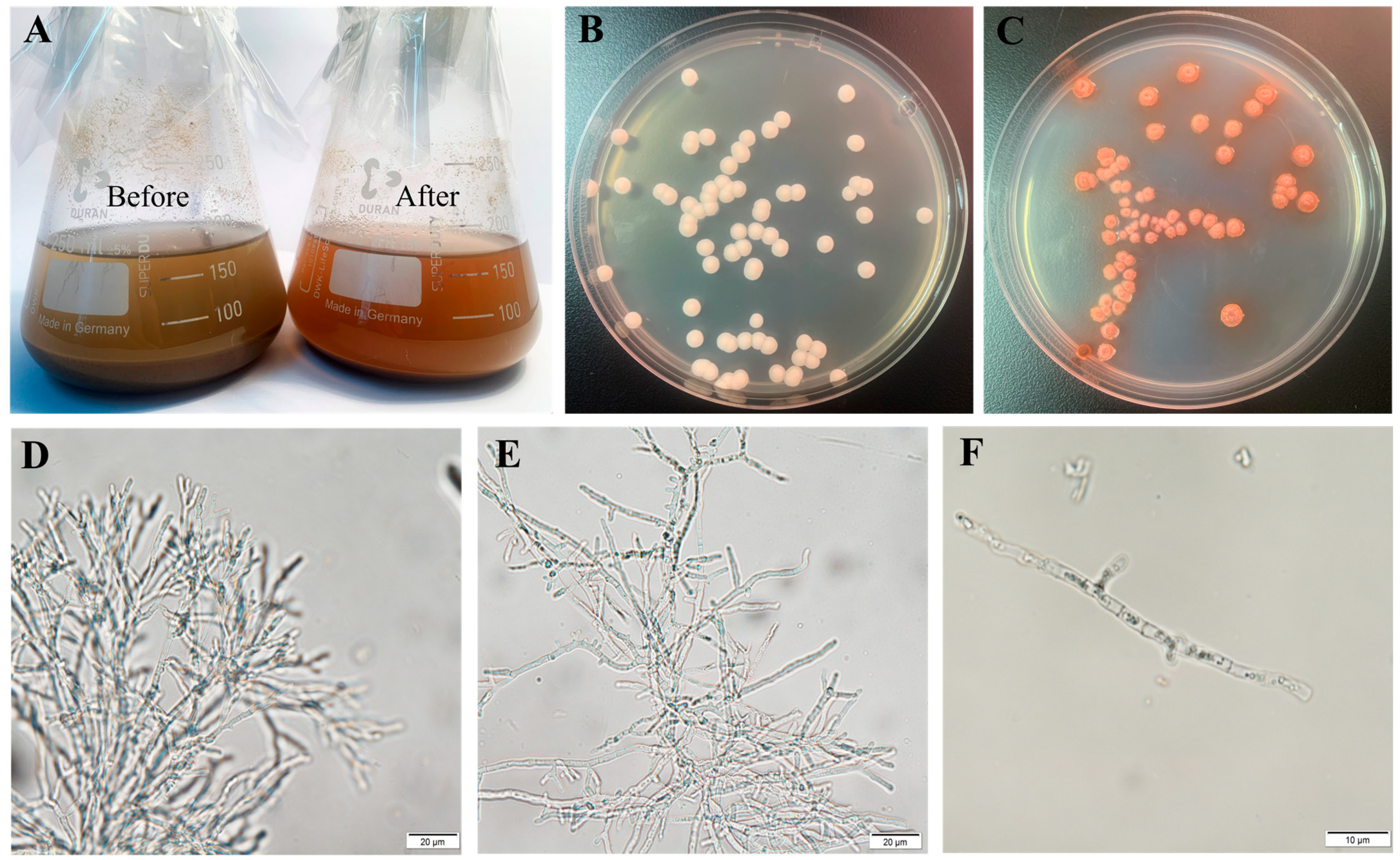 Jof 11 00614 g001 Jof 11 00614 g001