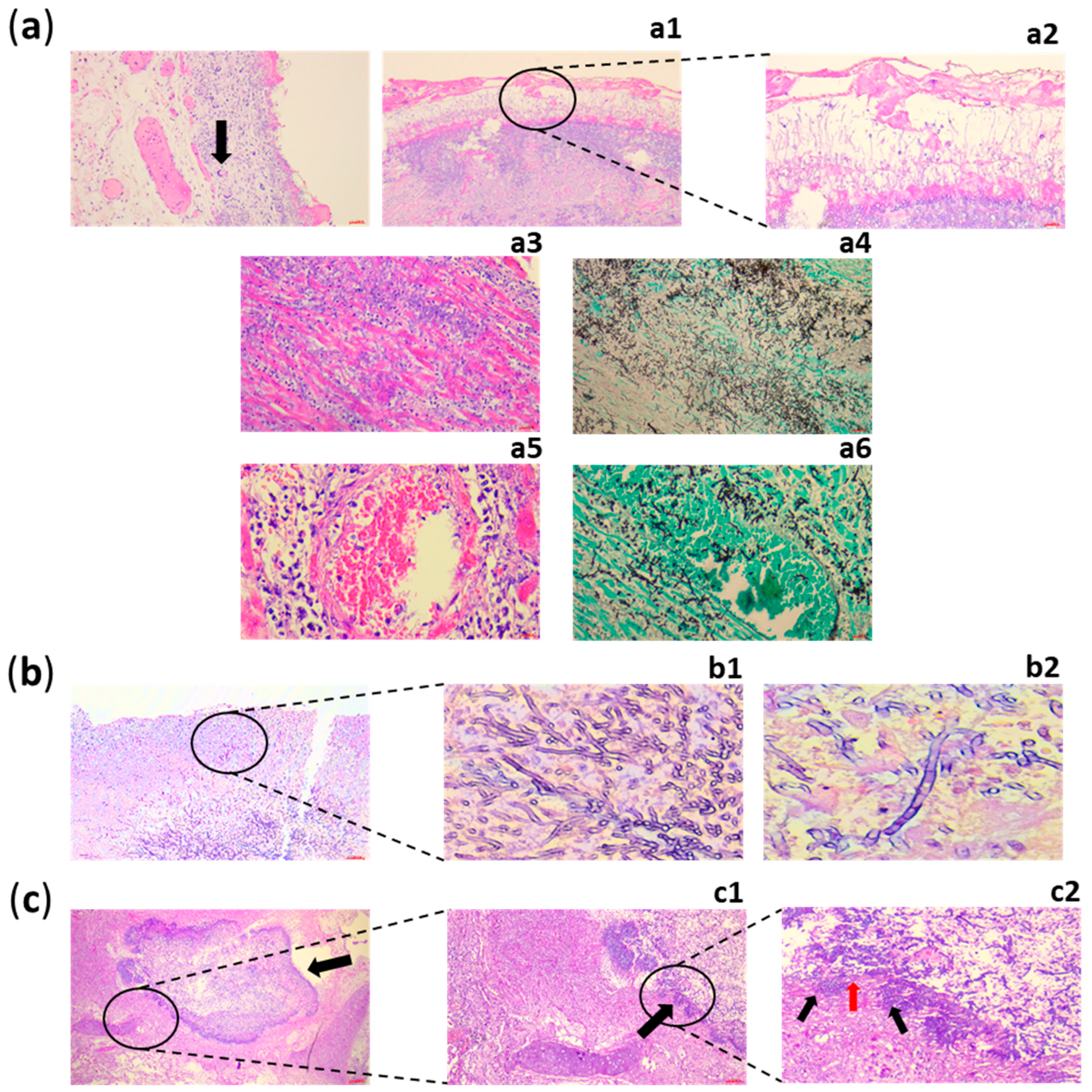 Jof 11 00617 g003 Jof 11 00617 g003