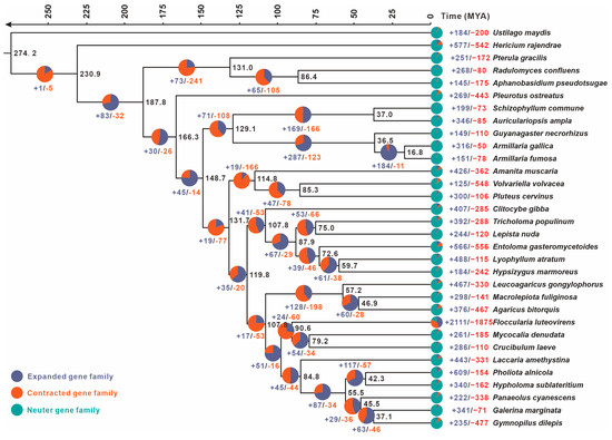 Haplotype-Phased Chromosome-Level Genome Assembly of