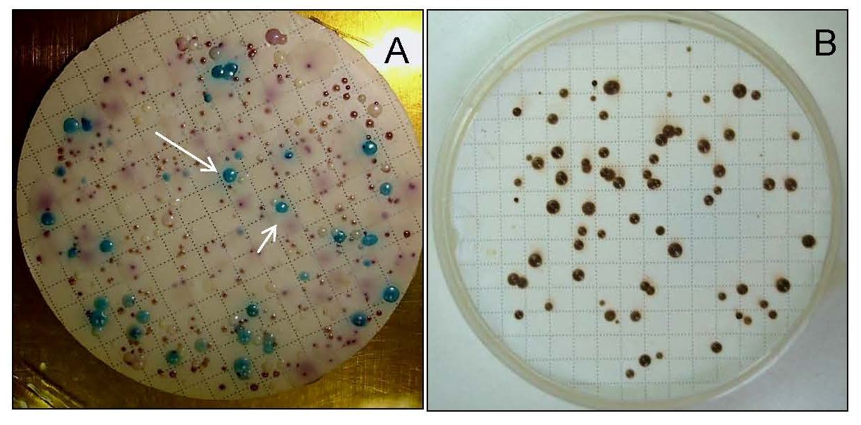 Jof 11 00622 g002 Jof 11 00622 g002