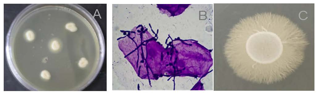 Jof 11 00622 g003 Jof 11 00622 g003