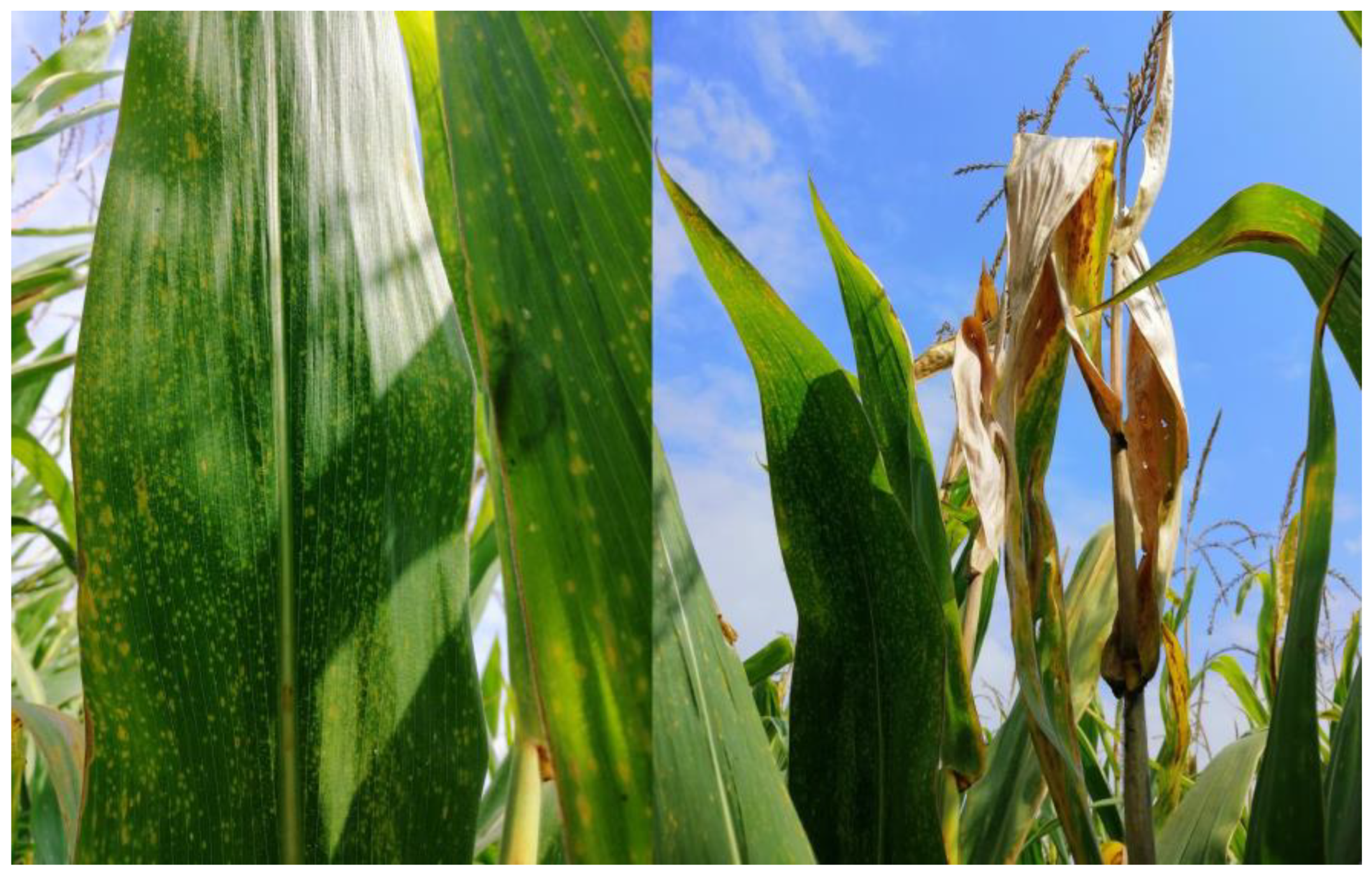 Jof 11 00627 g0a1 Jof 11 00627 g0a1