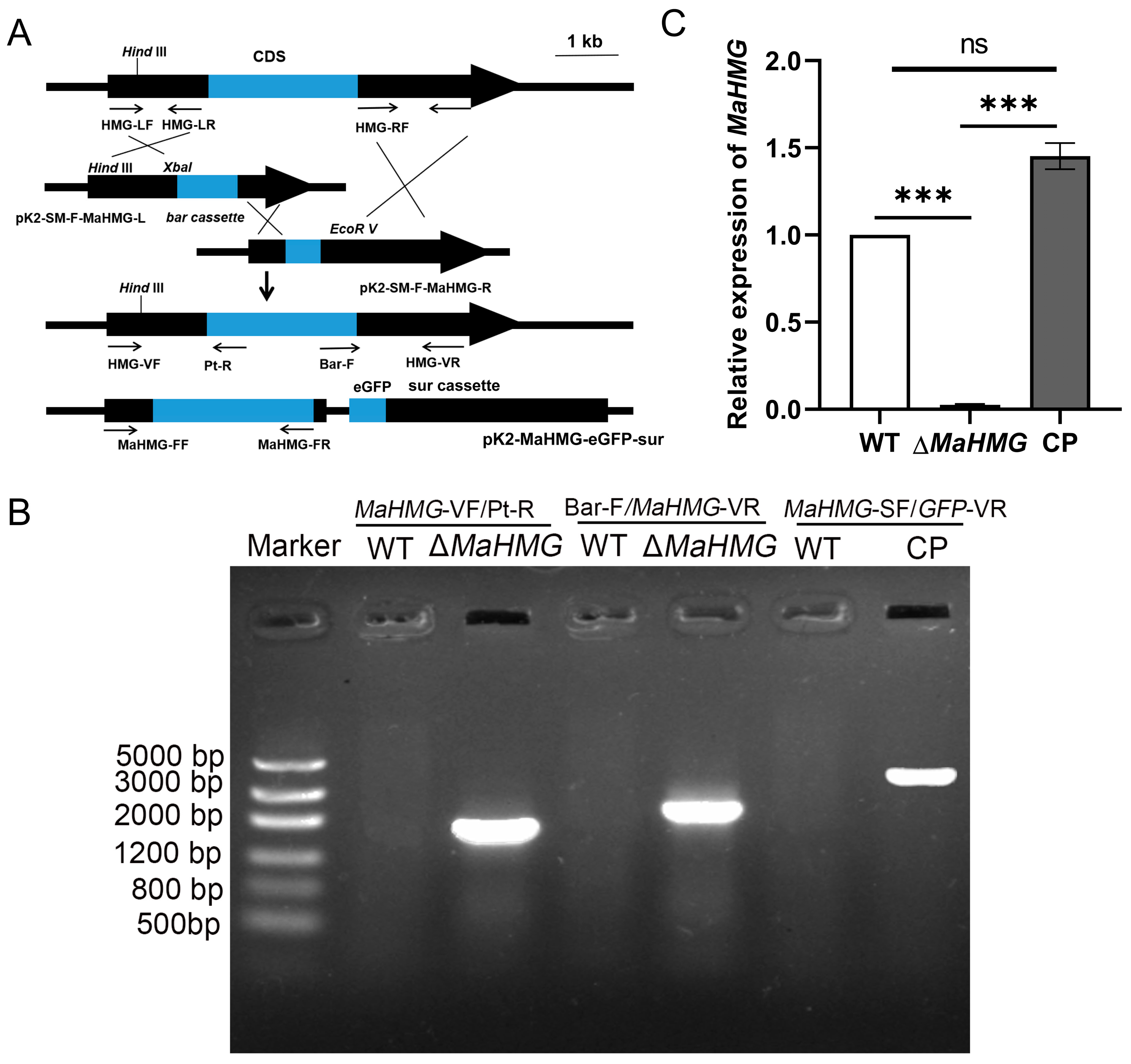 Jof 11 00628 g002 Jof 11 00628 g002