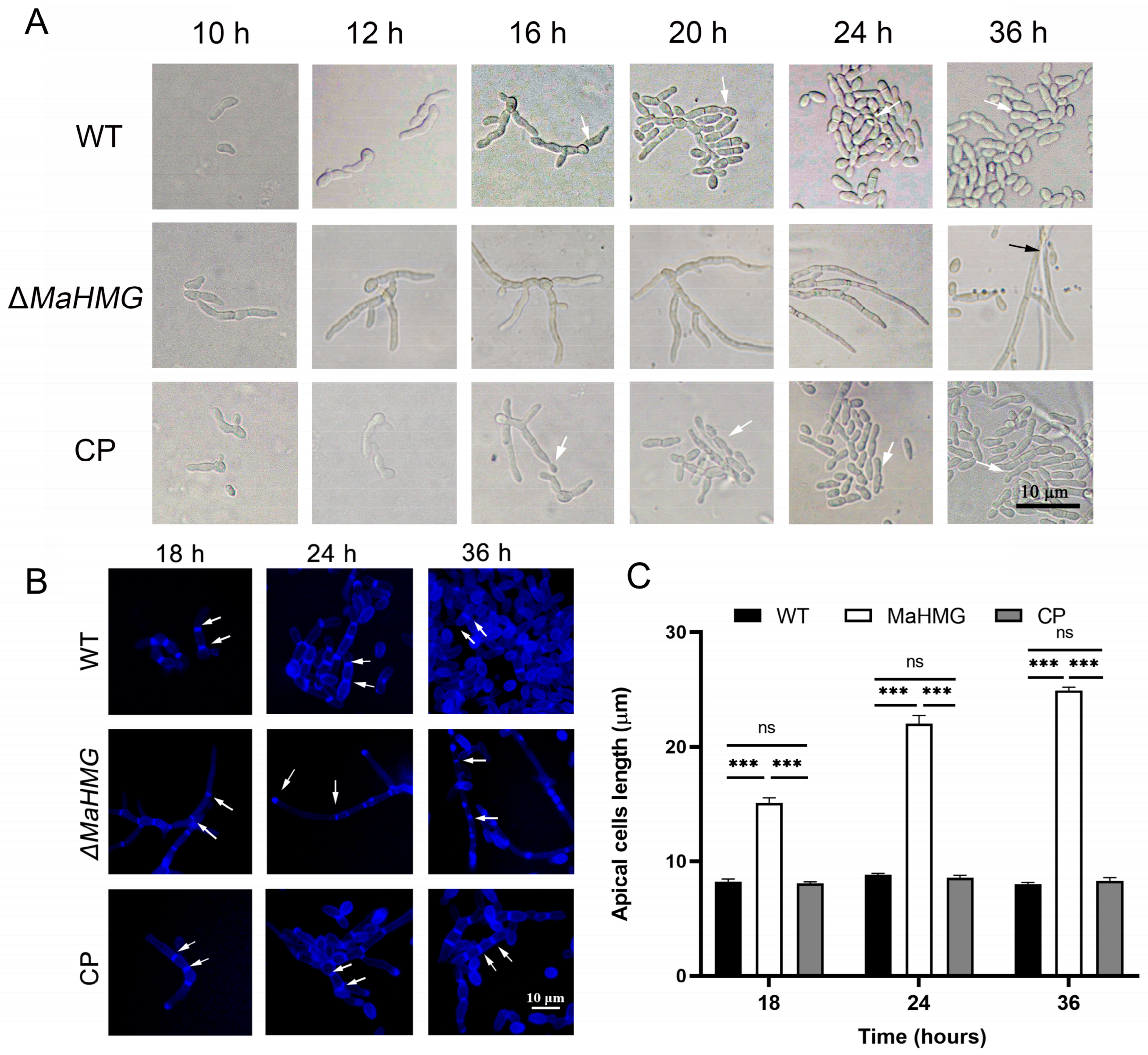 Jof 11 00628 g004 Jof 11 00628 g004
