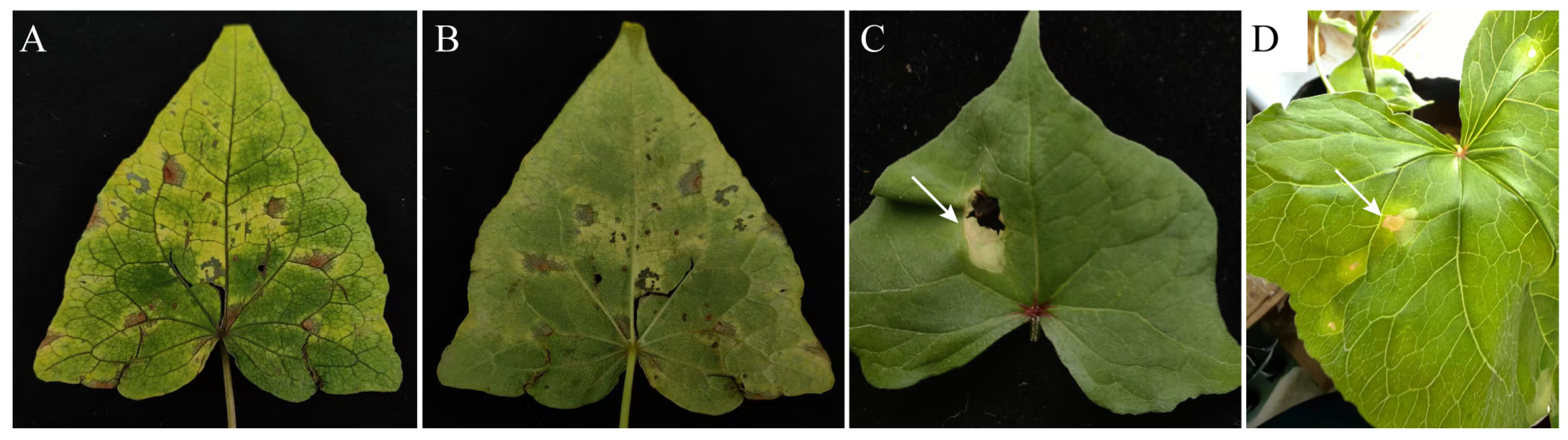 Jof 11 00633 g001 Jof 11 00633 g001