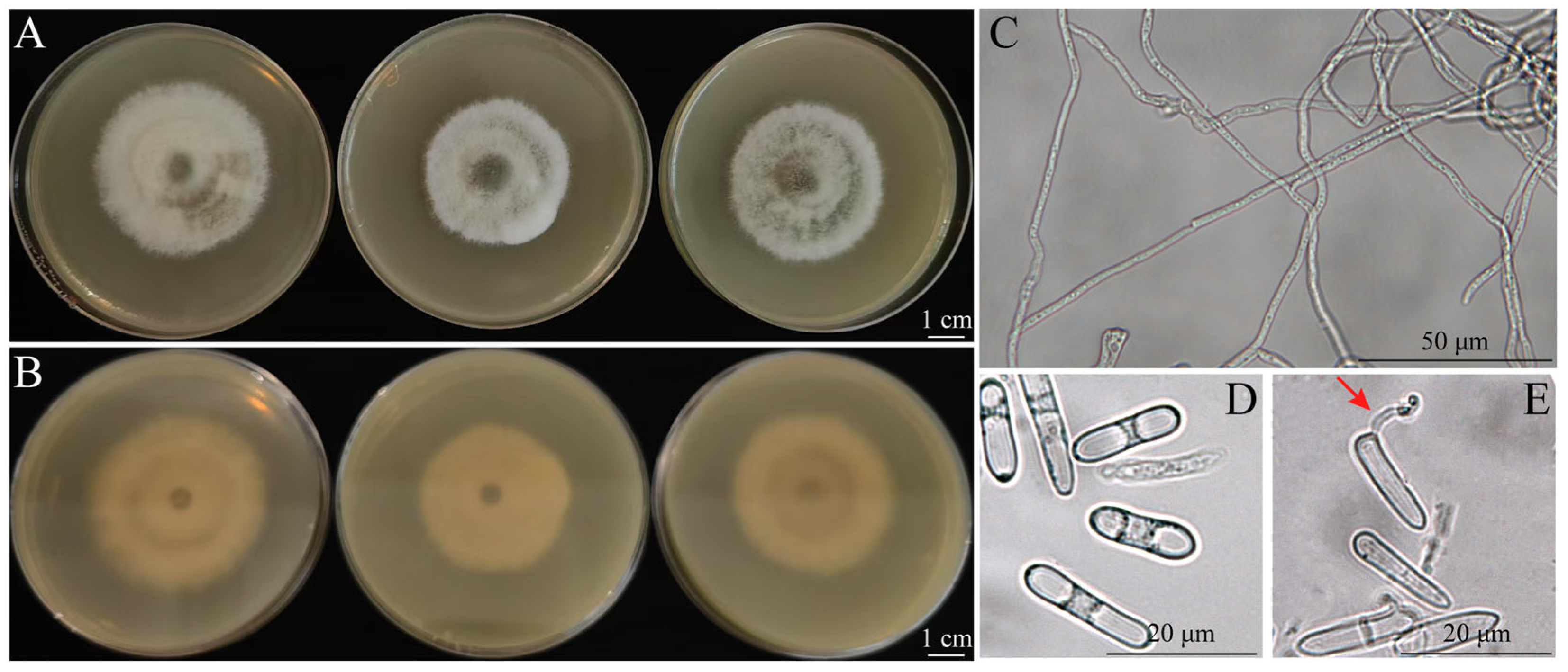 Jof 11 00633 g002 Jof 11 00633 g002