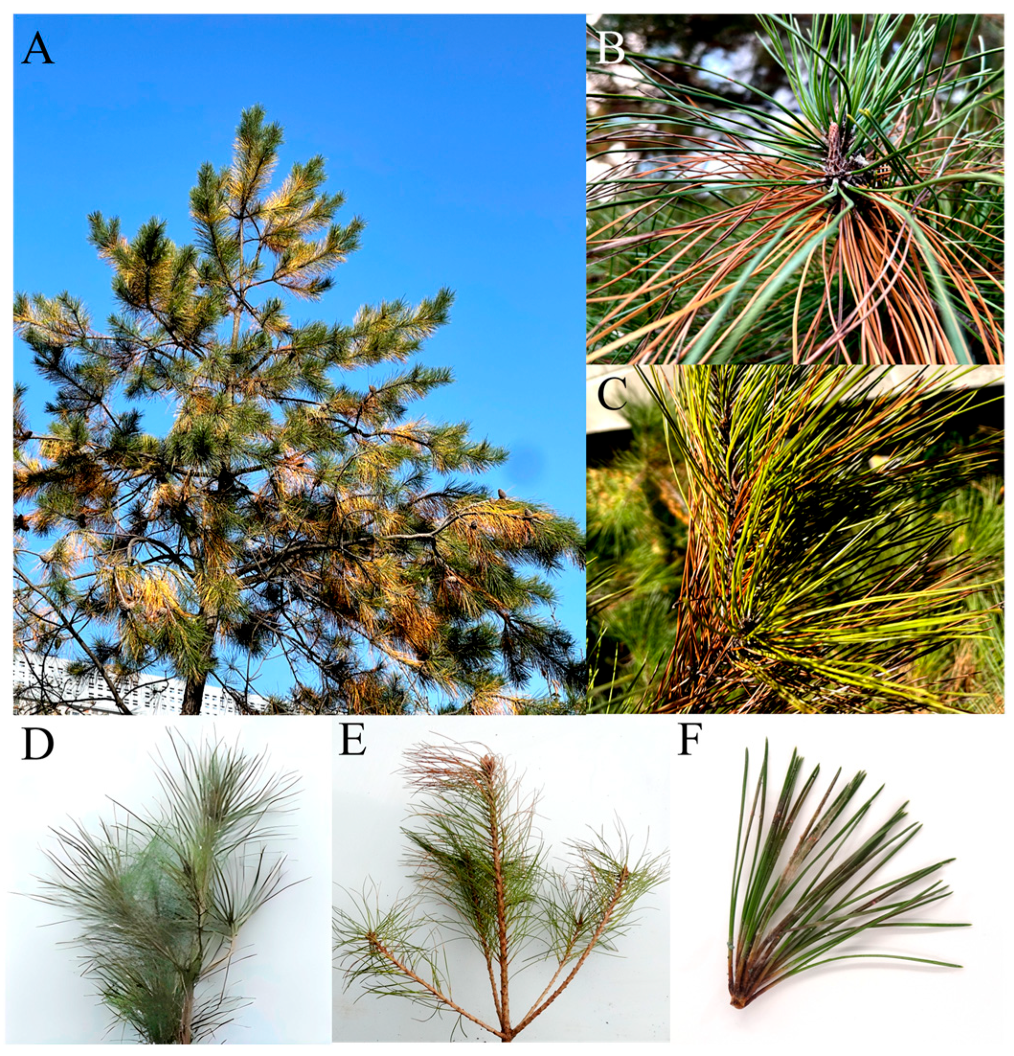 Jof 11 00636 g001 Jof 11 00636 g001